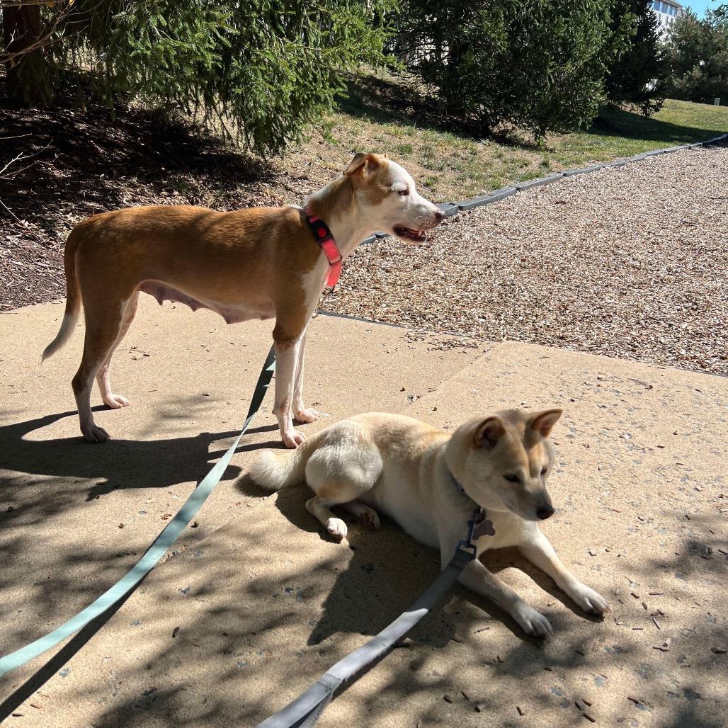 Enlarge Weather, a Adoptable Mixed Breed in Fredericksburg, VA image 4/6