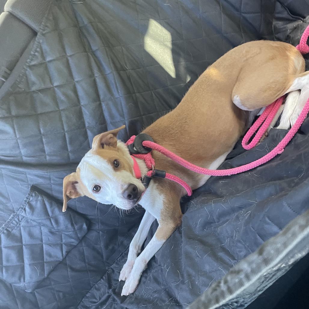 Enlarge Weather, a Adoptable Mixed Breed in Fredericksburg, VA image 5/6