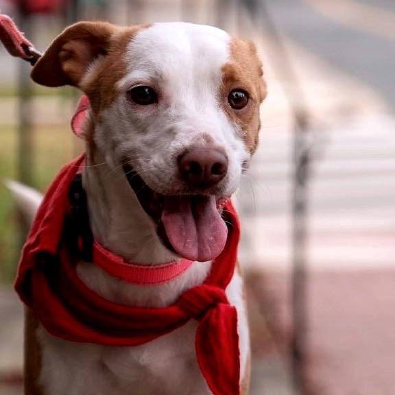 Enlarge Weather, a Adoptable Mixed Breed in Fredericksburg, VA image 6/6