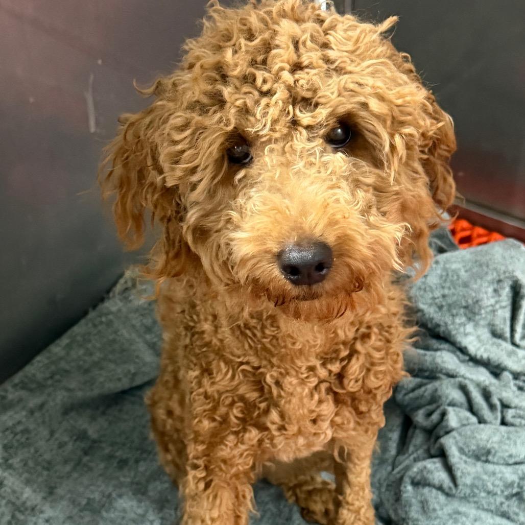 Teddy, Adoptable, Young Male Golden Retriever & Miniature Poodle.
