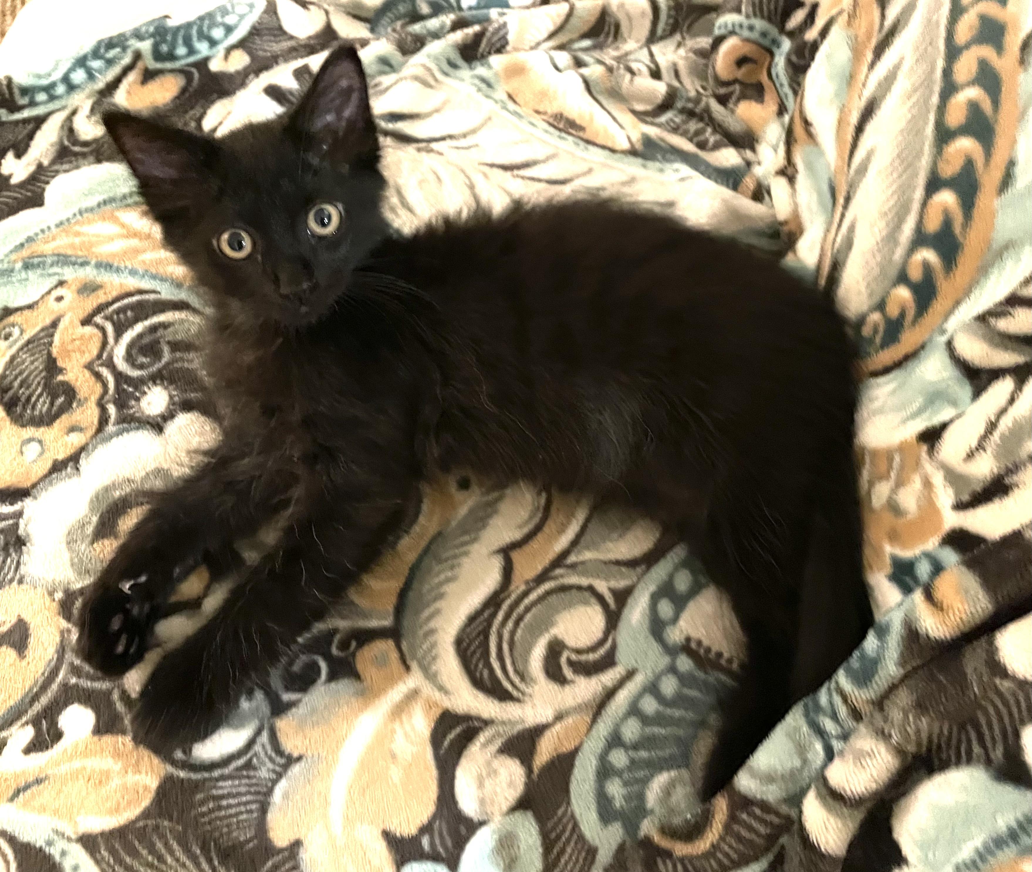 Buster and Oswald (bonded pair)