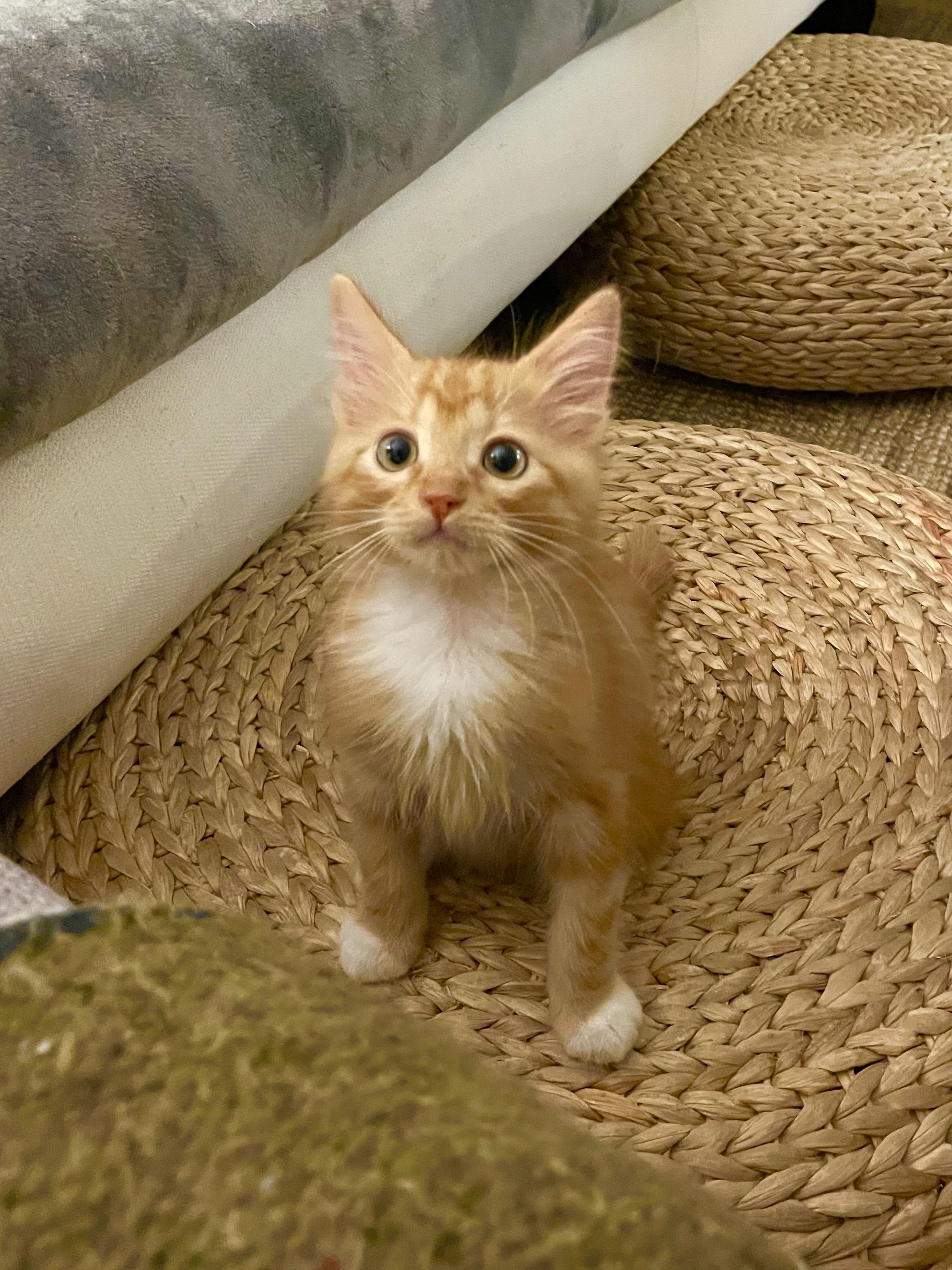 Buster and Oswald (bonded pair)