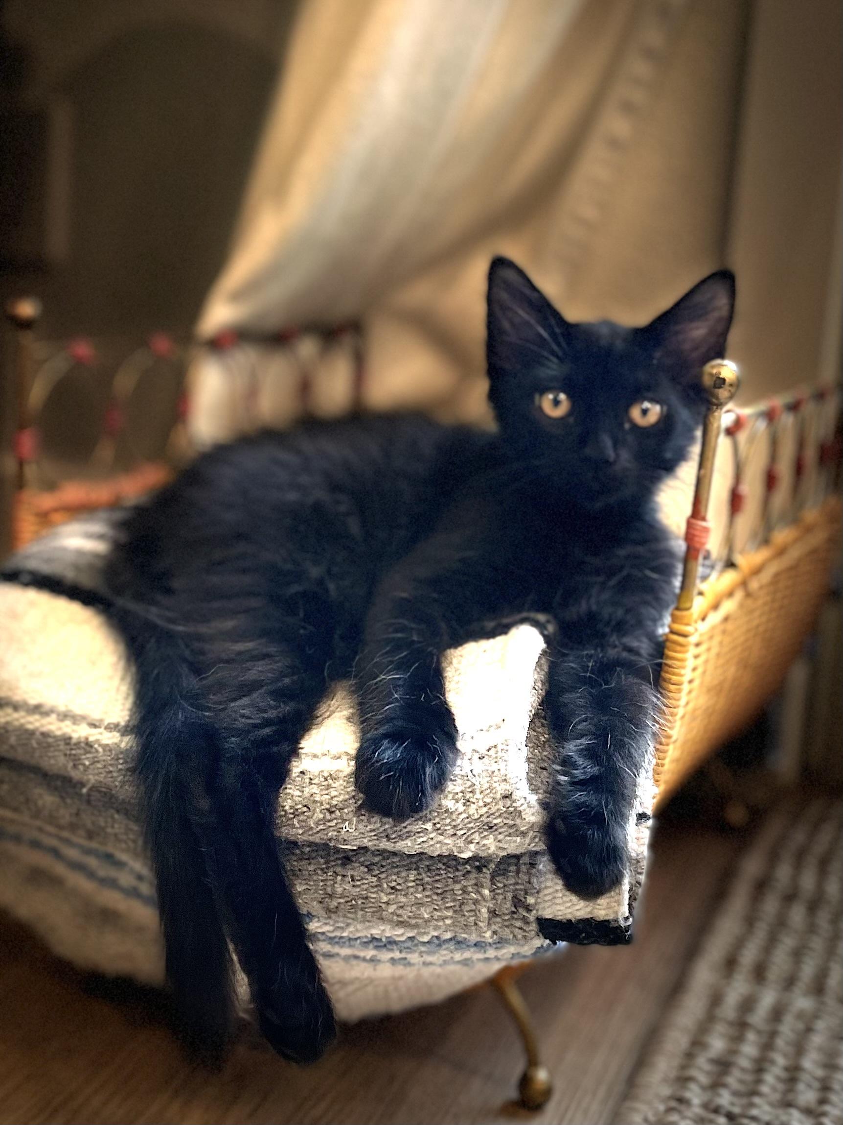 Buster and Oswald (bonded pair)