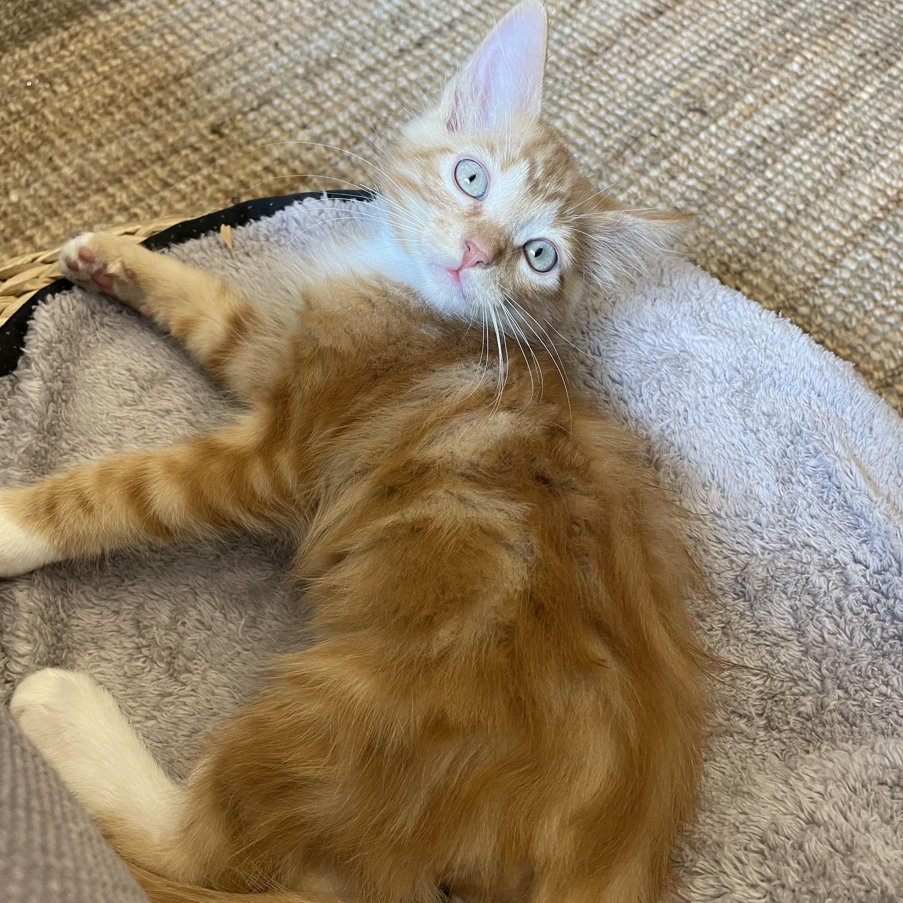 Buster and Oswald (bonded pair)