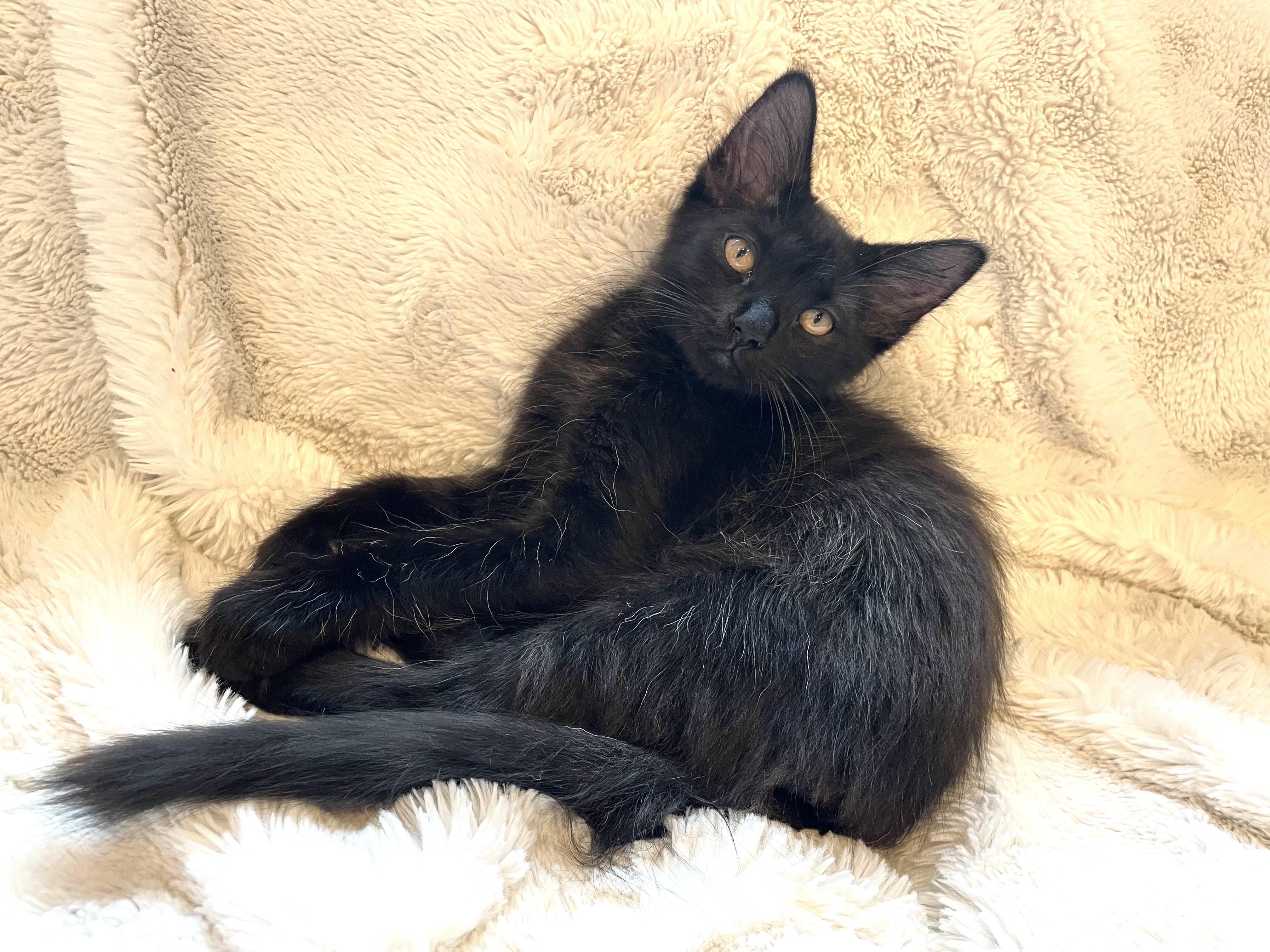 Buster and Oswald (bonded pair)