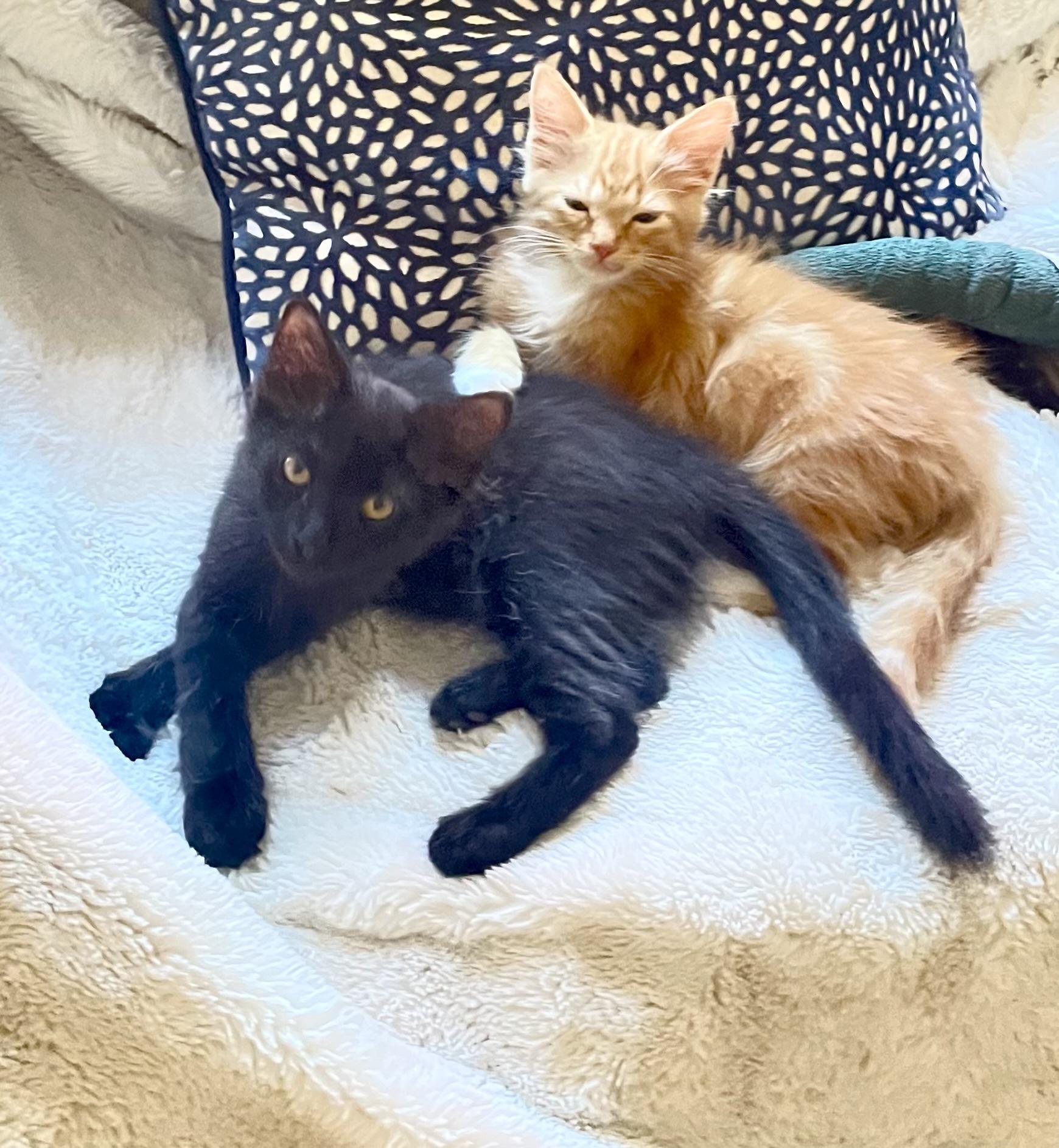 Buster and Oswald (bonded pair)