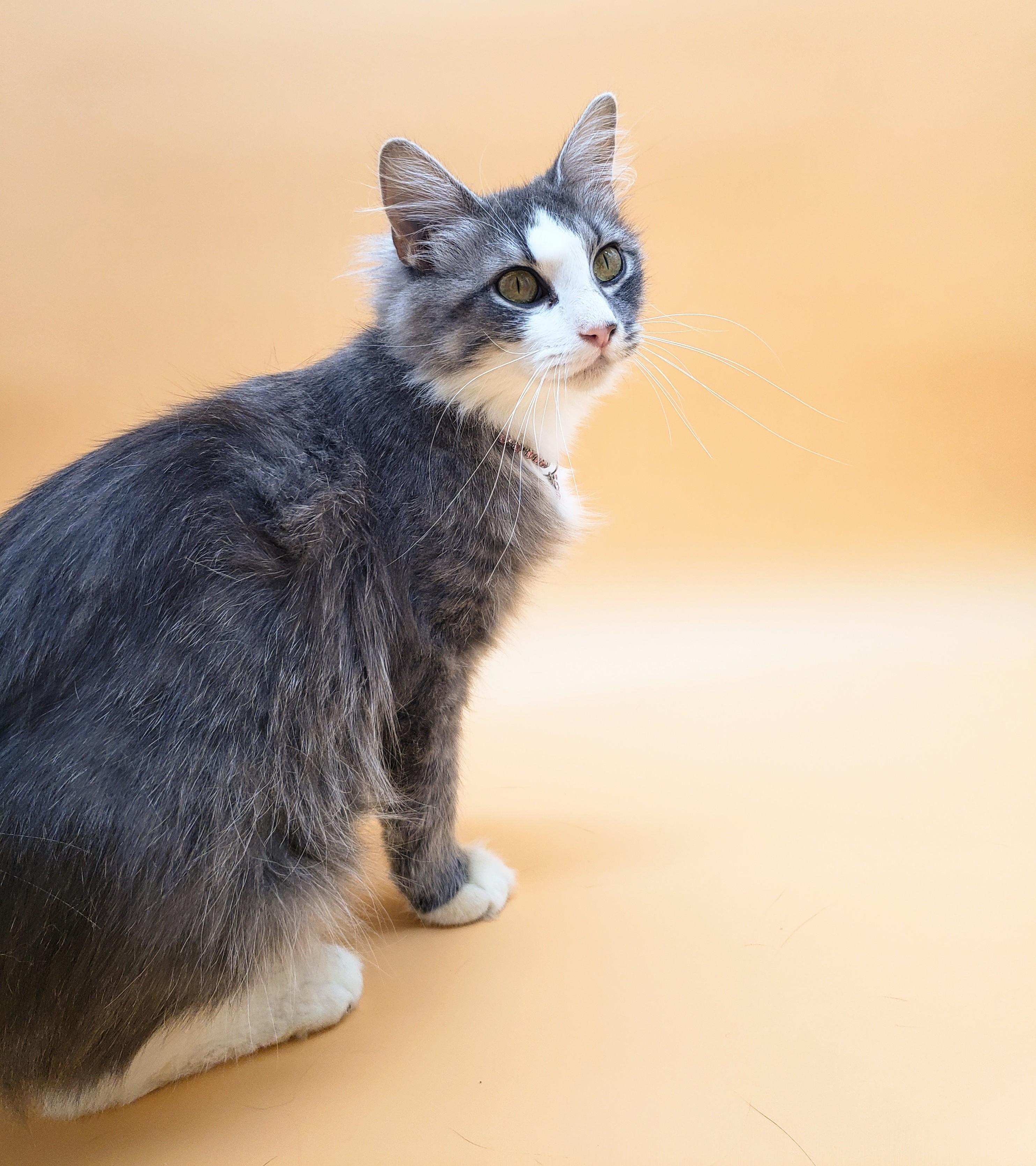 Long Haired Grey Cat for Adoption: Find Your Perfect Furry Friend