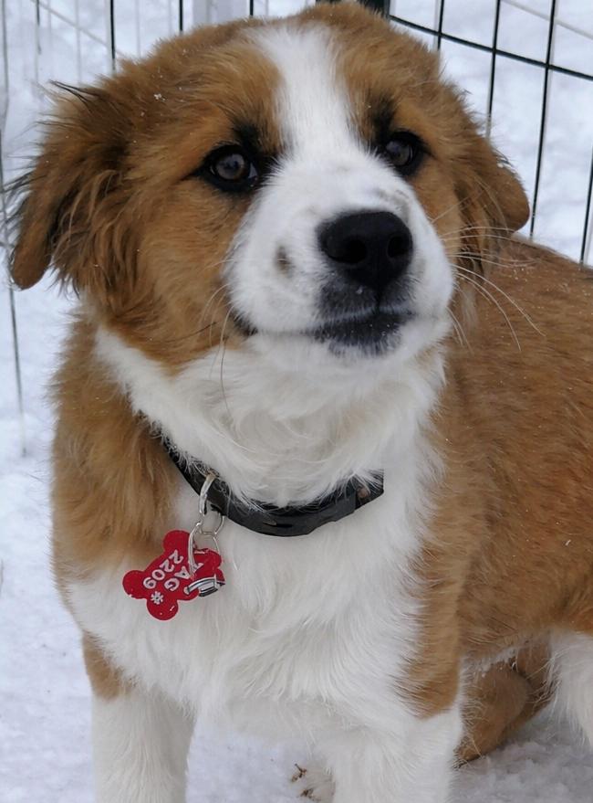 Enlarge James Stewart , an adopted mixed breed in Kiowa, OK image 3/6