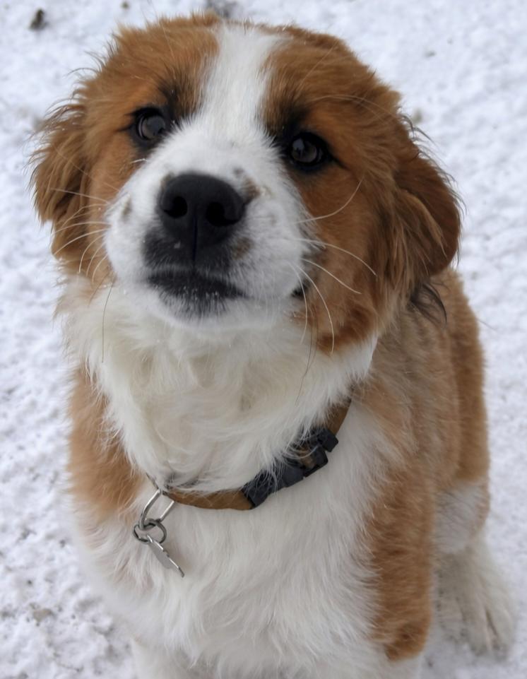 Enlarge James Stewart , an adopted mixed breed in Kiowa, OK image 1/6