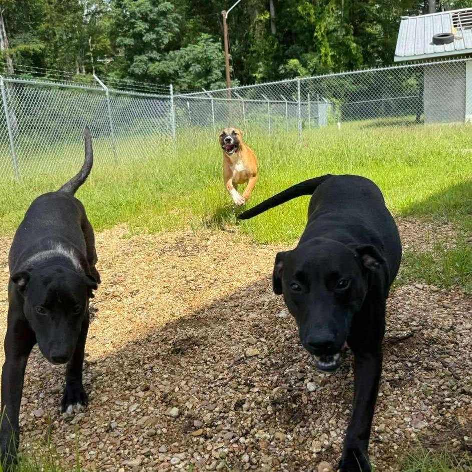 Dora 060106, Adoptable, Young Female Black Labrador Retriever.