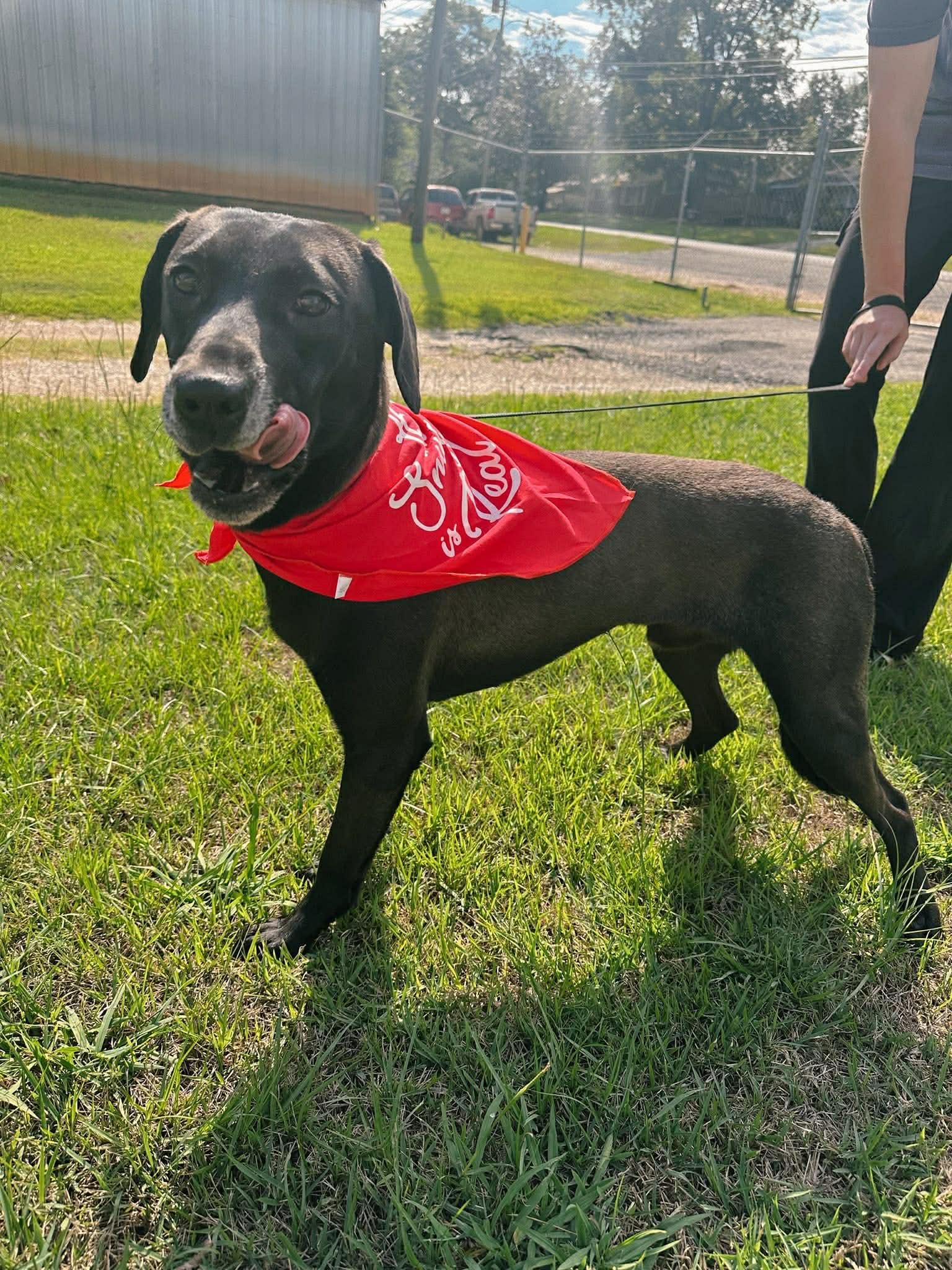 Enlarge Jet, a Adoptable mixed breed in Westport, CT image 2/2
