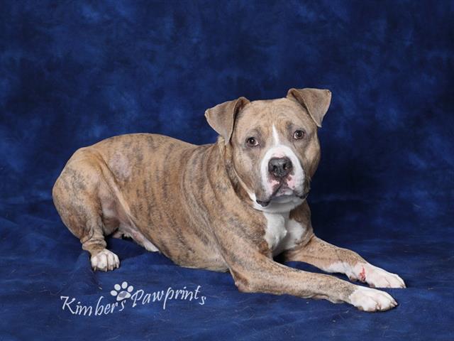 ROCKY R.B., Adoptable, Adult Male Boxer & Mixed Breed.