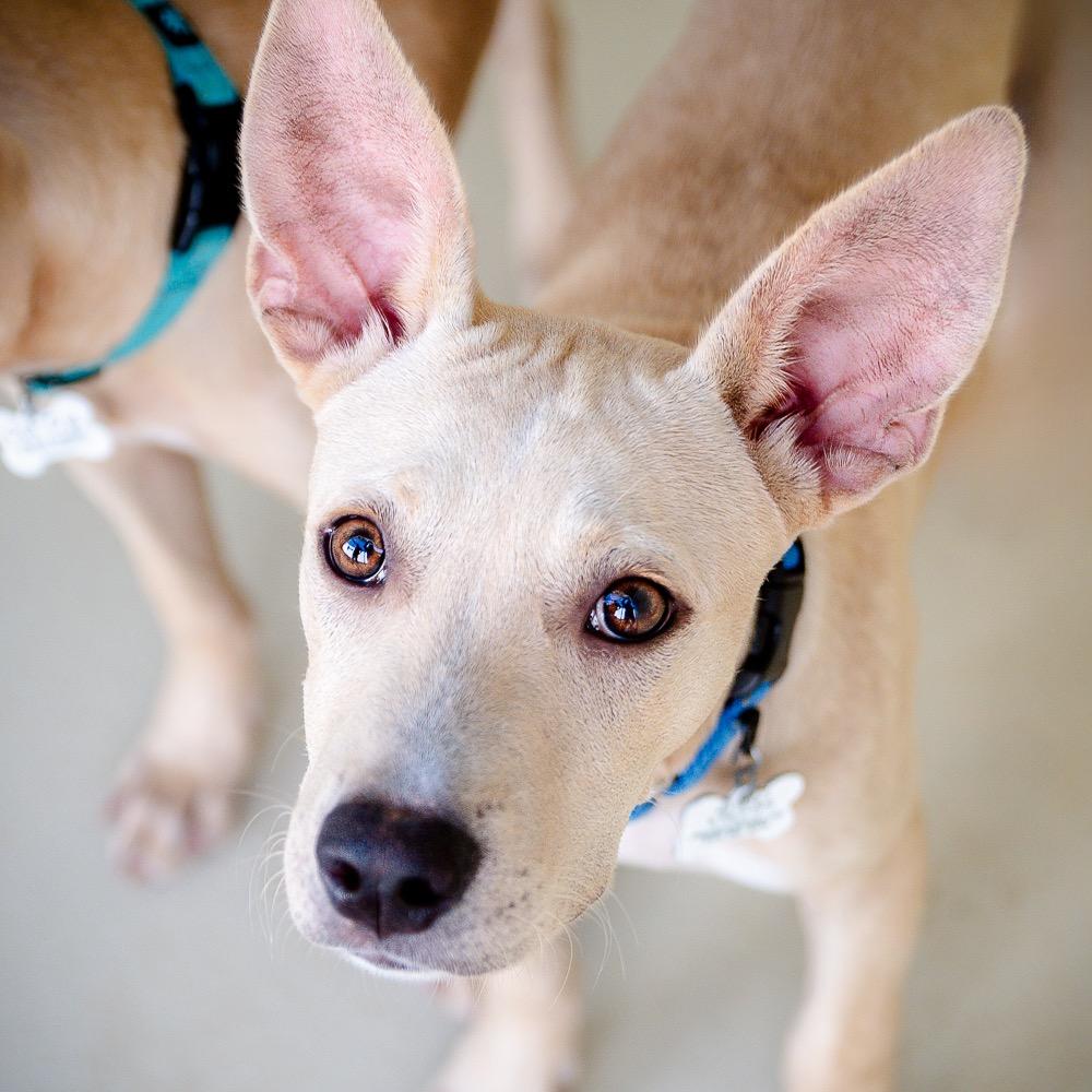 Enlarge Justin, a Adoptable mixed breed in Saint Petersburg, FL image 1/1