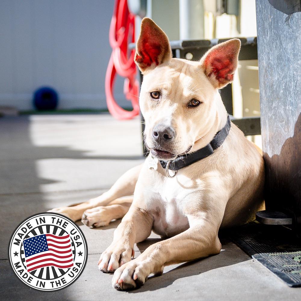 Justin, Adoptable, Young Male Mixed Breed.