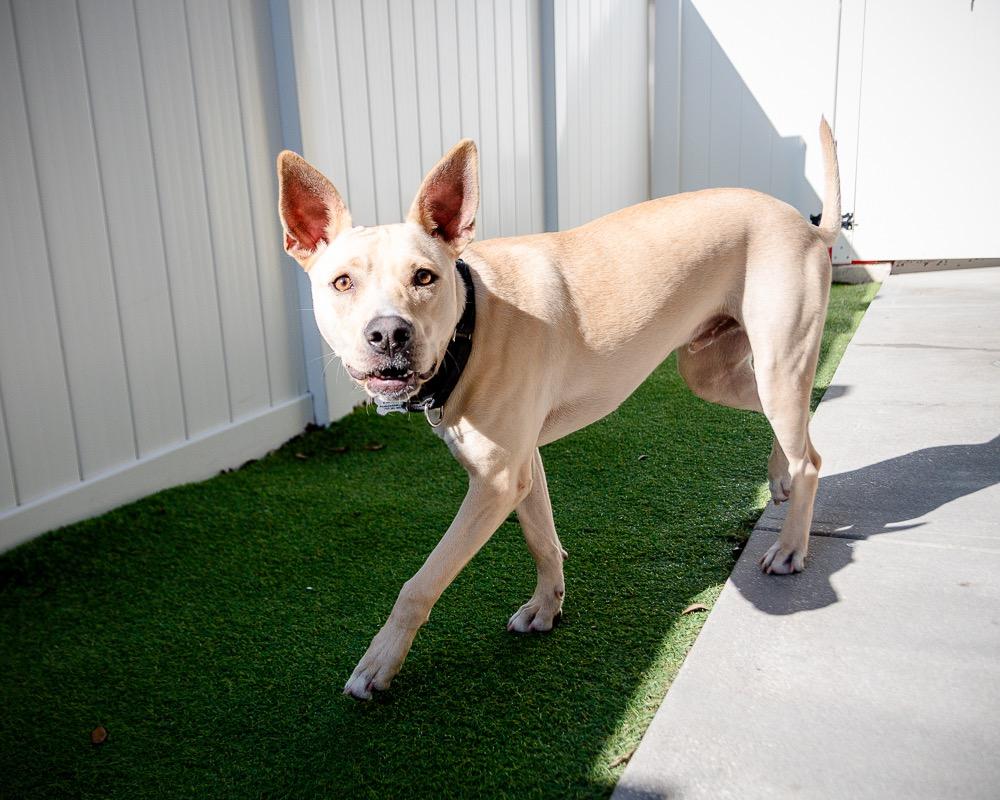 Enlarge Justin, a Adoptable mixed breed in Saint Petersburg, FL image 2/2