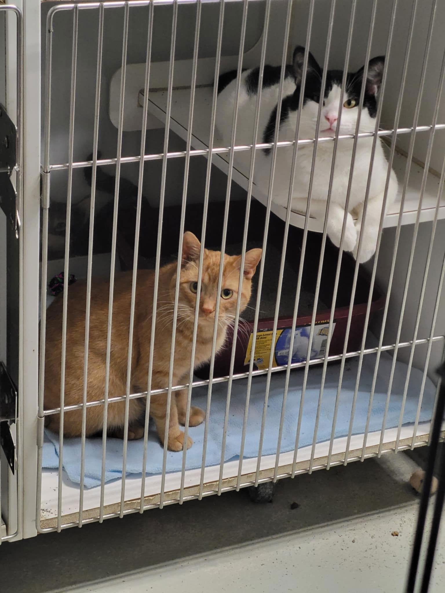 Bartholomew & Checkers (Bonded Pair), a Adoptable Domestic Short Hair in Detroit Lakes, MN image 1/3