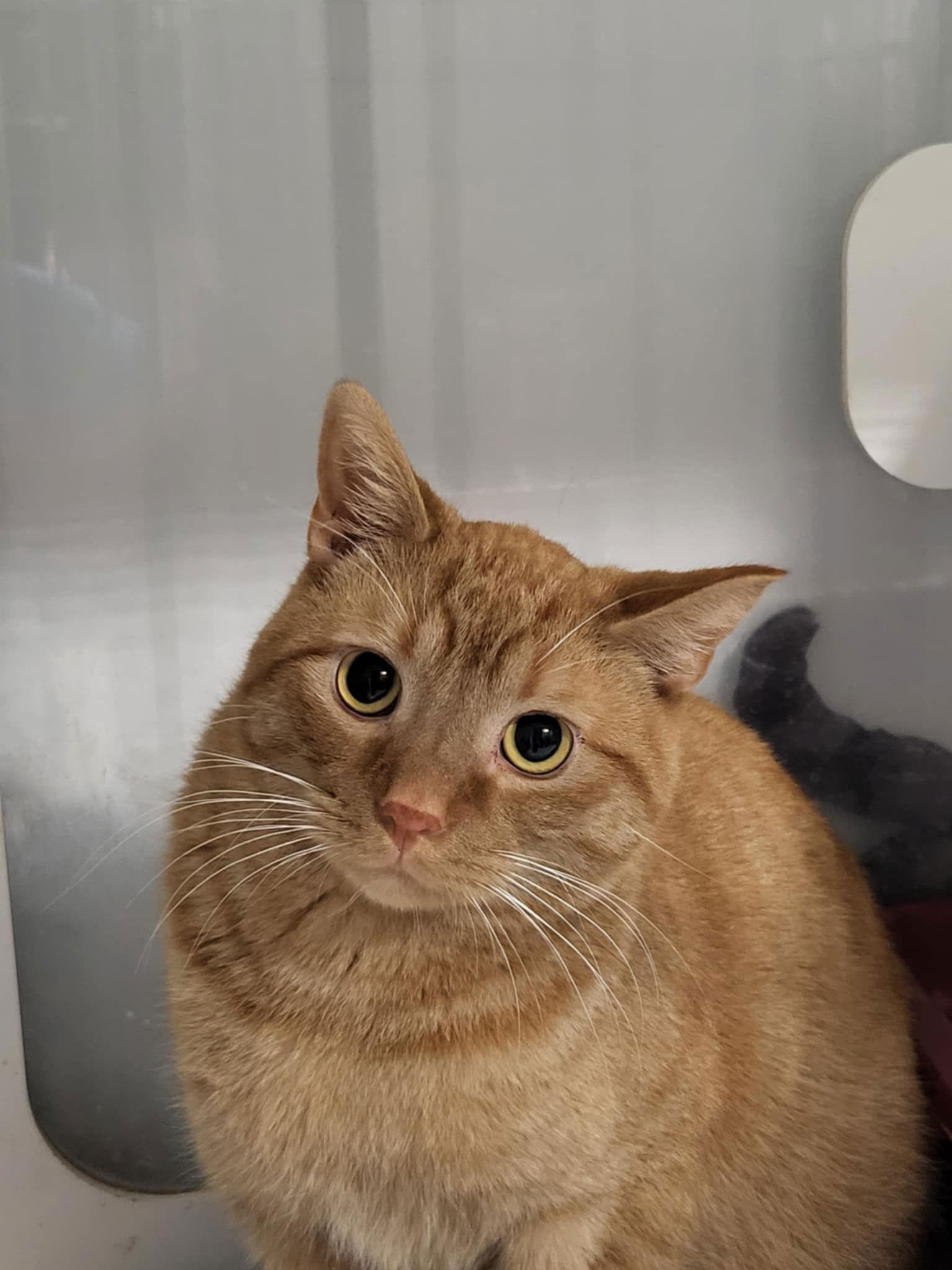 Bartholomew & Checkers (Bonded Pair), a Adoptable Domestic Short Hair in Detroit Lakes, MN image 2/3