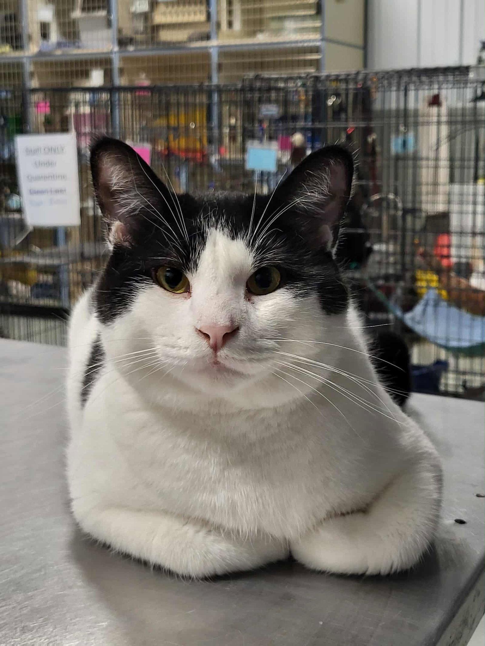 Enlarge Checkers (Bonded w/Bartholomew), a Adoptable Domestic Short Hair in Detroit Lakes, MN image 1/4