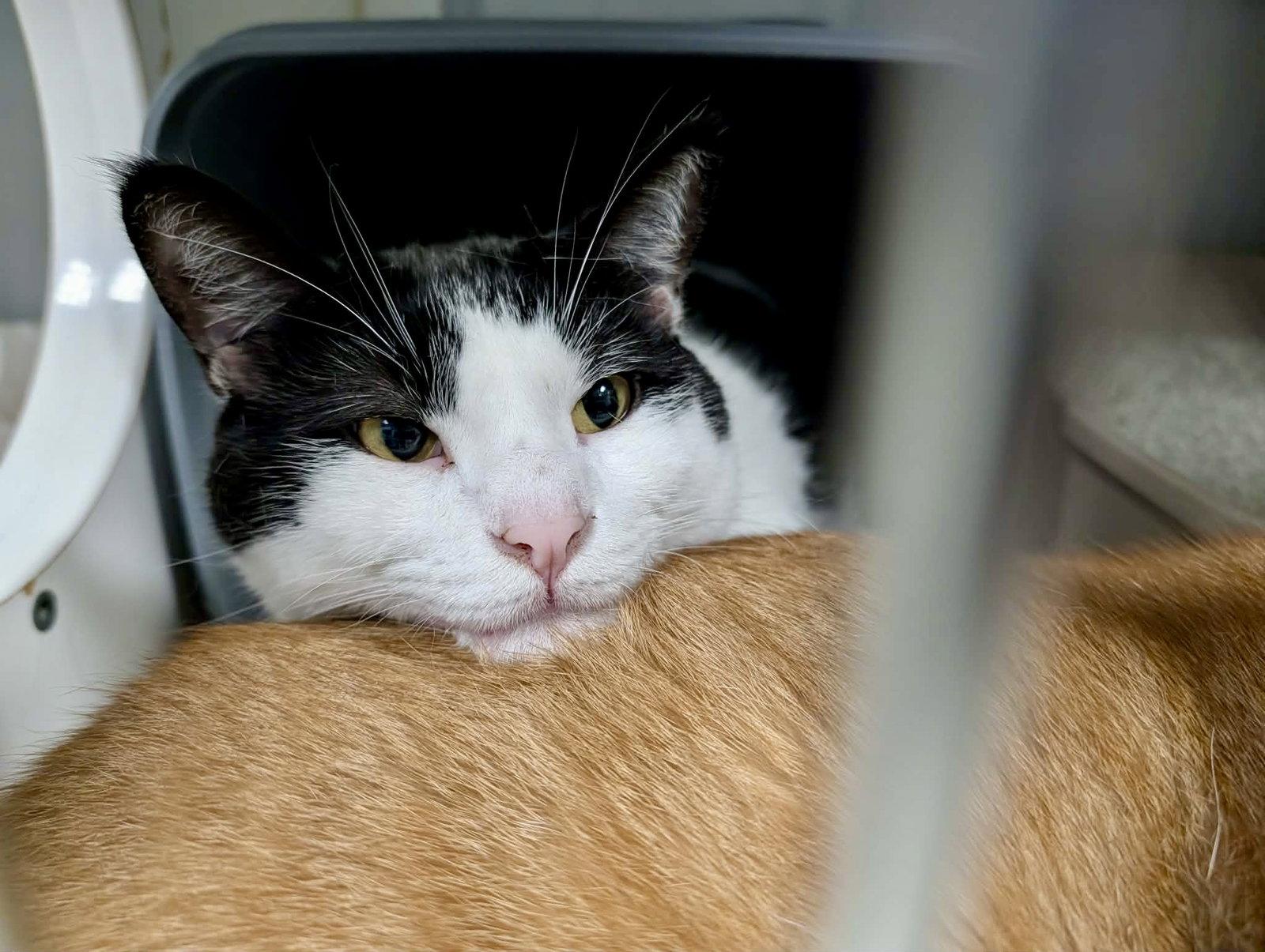 Enlarge Checkers (Bonded w/Bartholomew), a Adopted Domestic Short Hair in Detroit Lakes, MN image 2/3