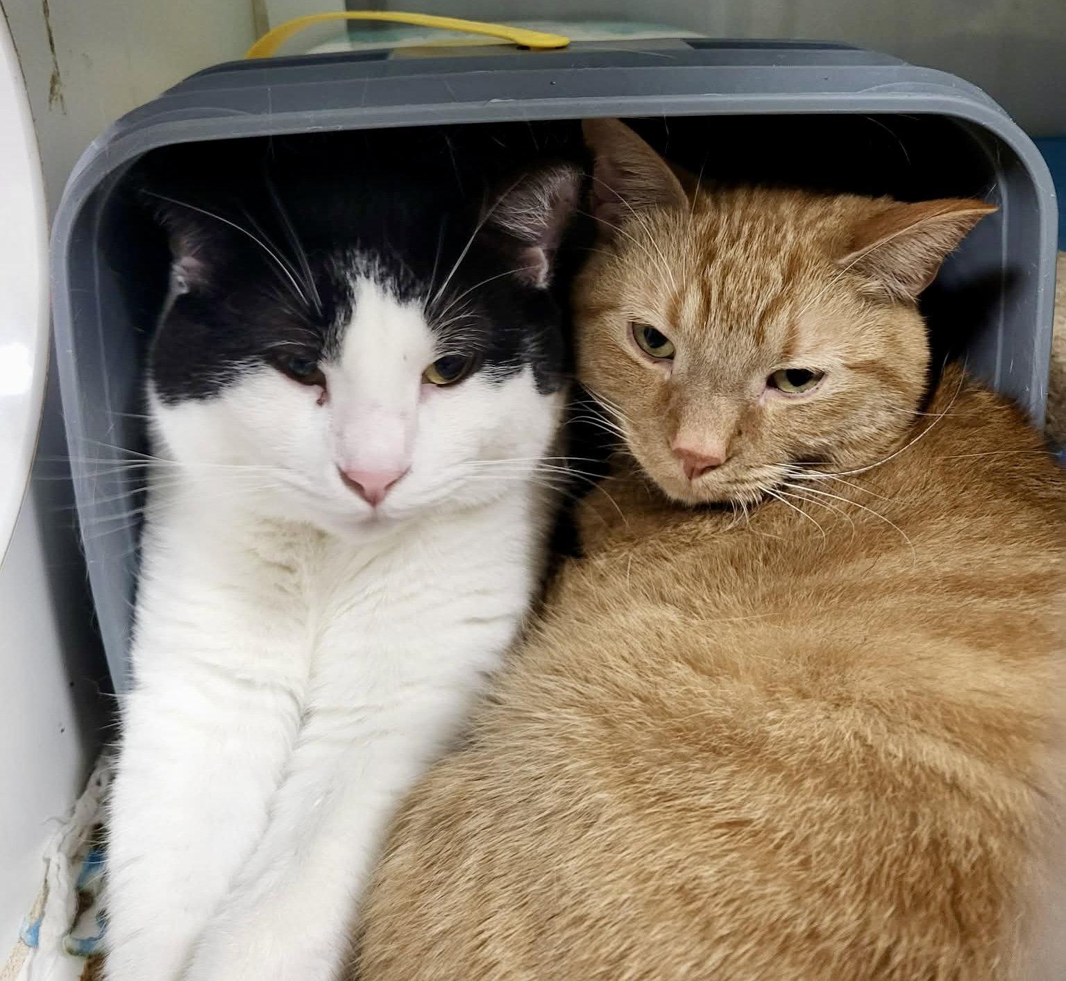 Enlarge Checkers (Bonded w/Bartholomew), a Adoptable Domestic Short Hair in Detroit Lakes, MN image 2/3