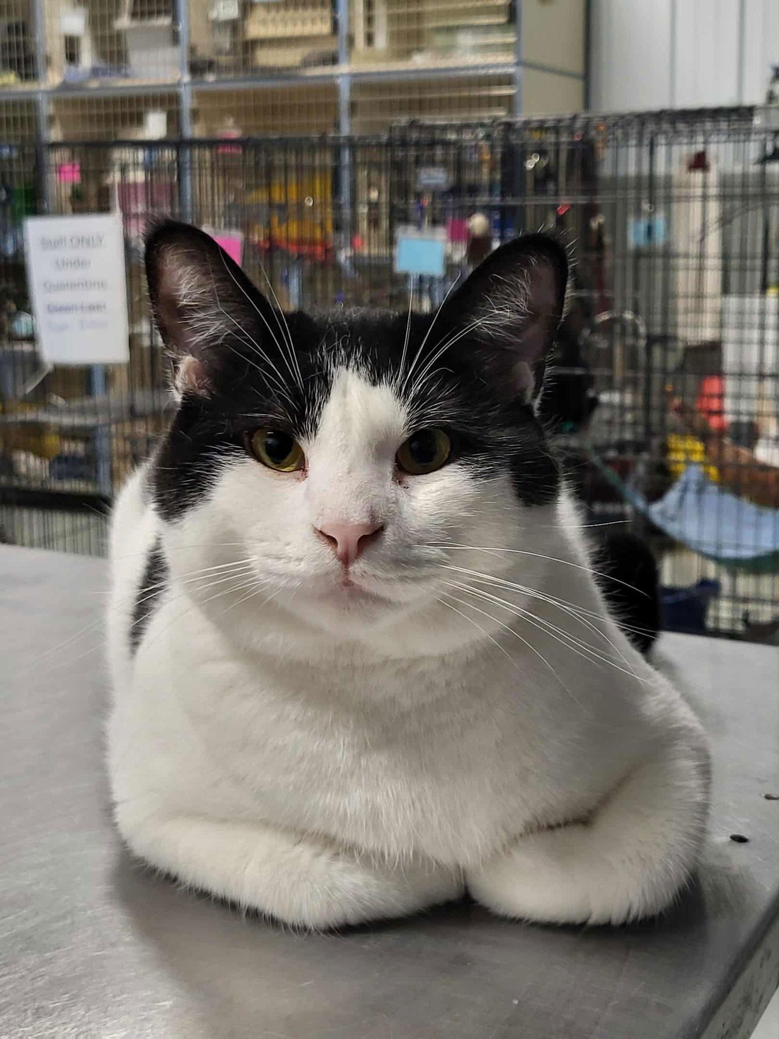 Bartholomew & Checkers (Bonded Pair), a Adoptable Domestic Short Hair in Detroit Lakes, MN image 3/3