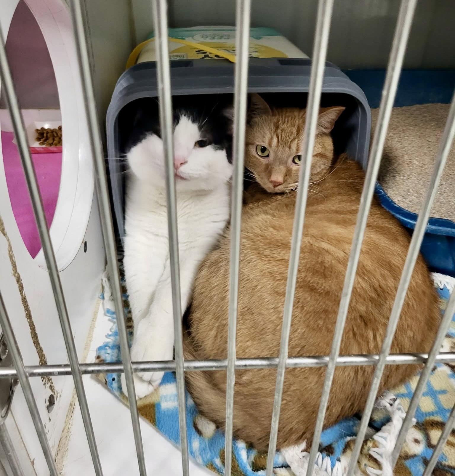 Enlarge Checkers (Bonded w/Bartholomew), a Adoptable Domestic Short Hair in Detroit Lakes, MN image 3/3