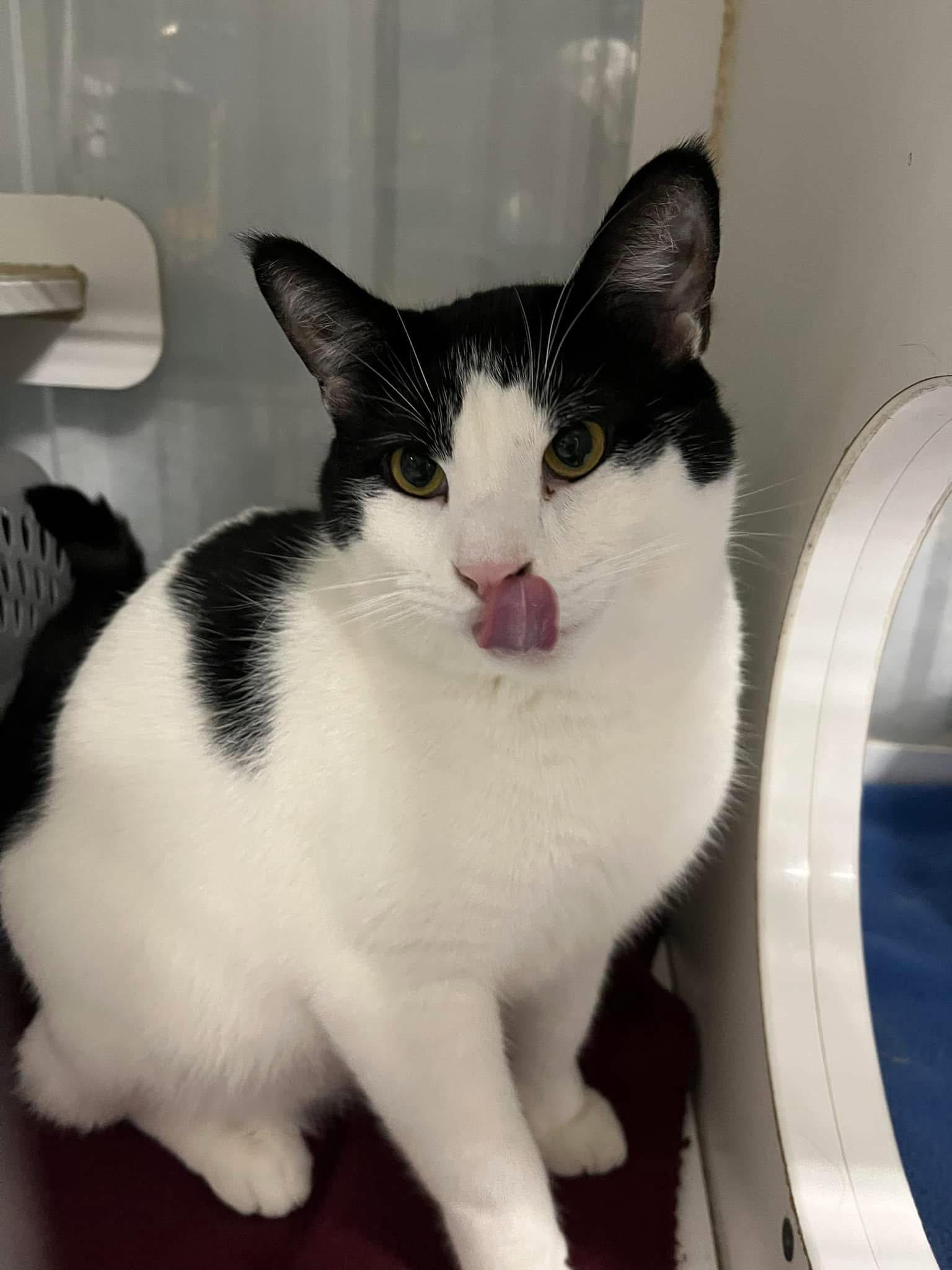 Enlarge Checkers (Bonded w/Bartholomew), a Adoptable Domestic Short Hair in Detroit Lakes, MN image 3/4