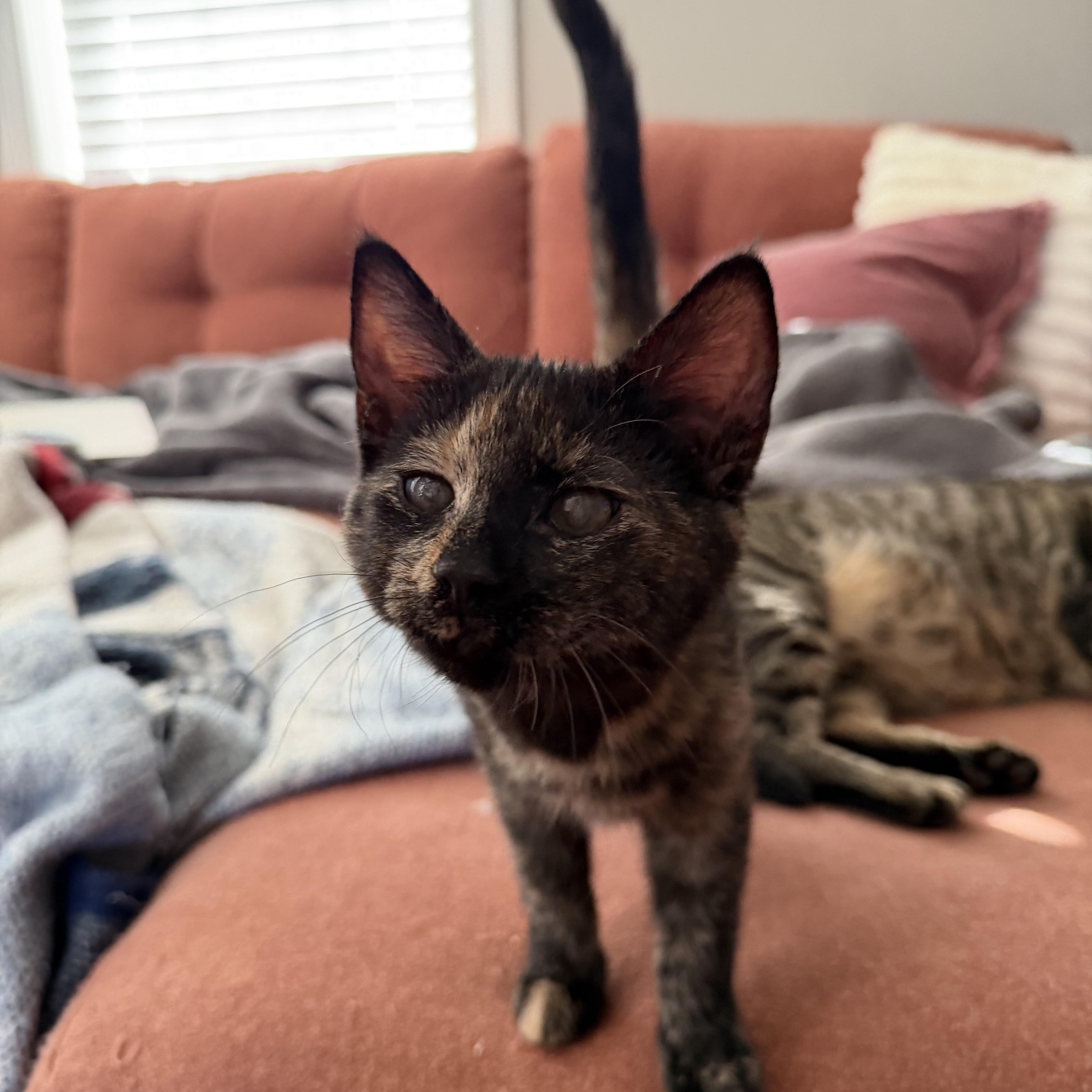 Enlarge Tortilla, a ADOPTABLE Domestic Short Hair in Seneca, SC image 2/3