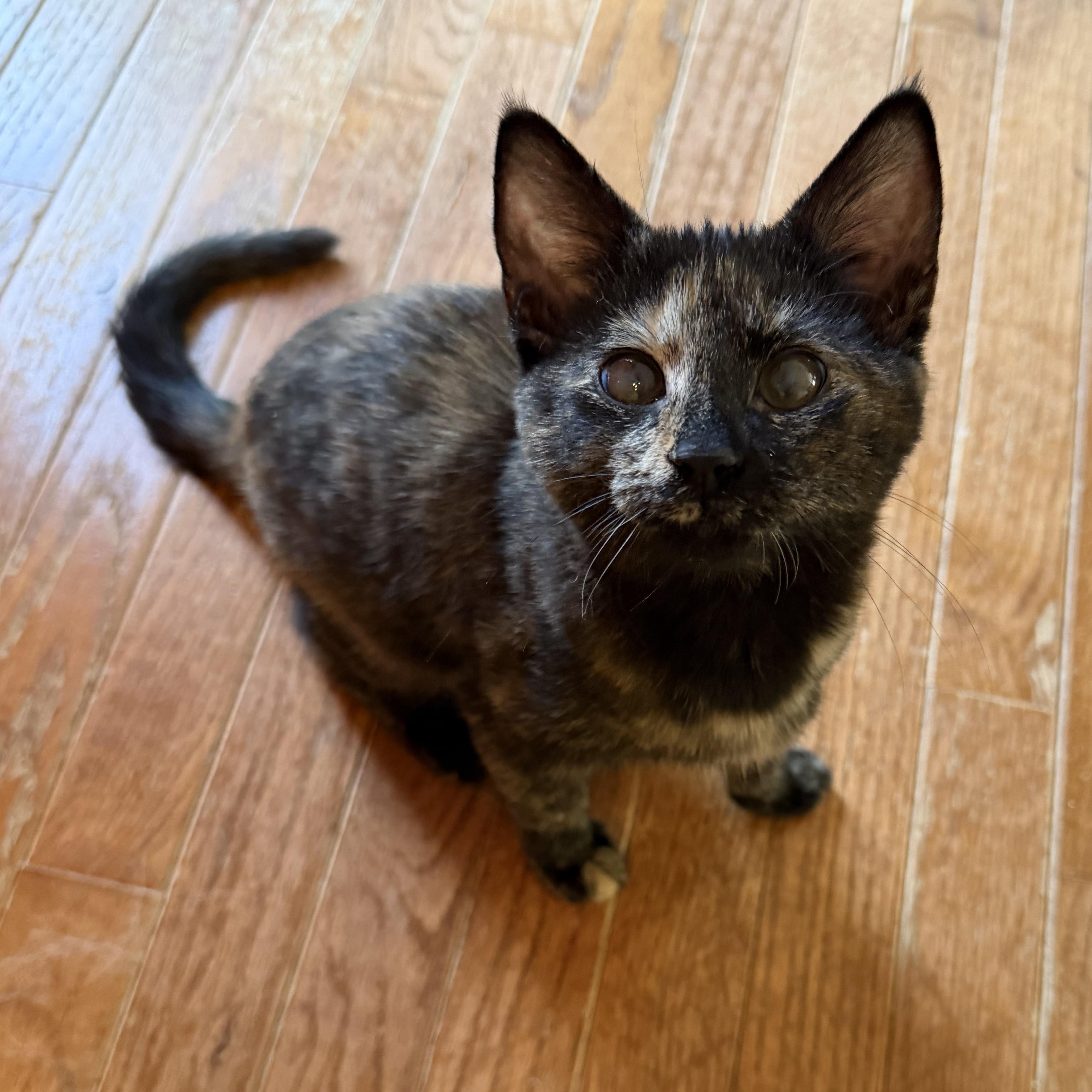 Tortilla, ADOPTABLE, Kitten Female Domestic Short Hair.