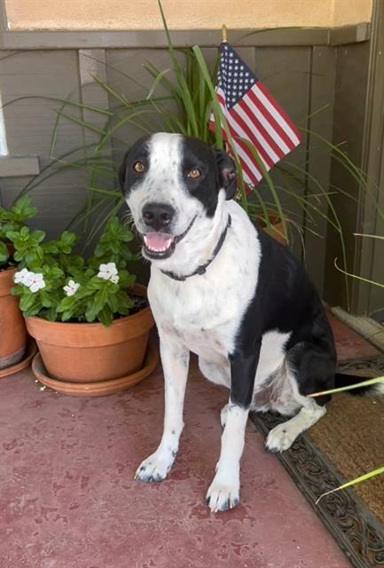 Jasper, an adoptable McNab in Thousand Oaks, CA, 91360 | Photo Image 1
