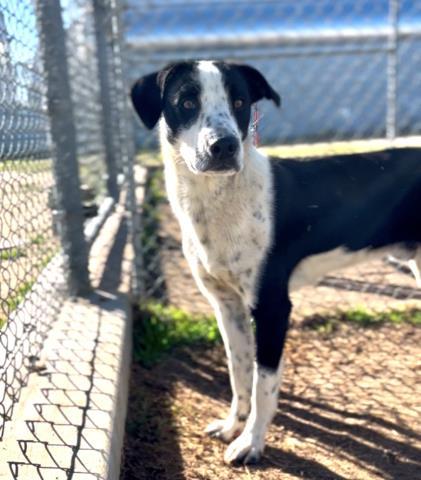 Jasper, an adoptable McNab in Thousand Oaks, CA, 91360 | Photo Image 2