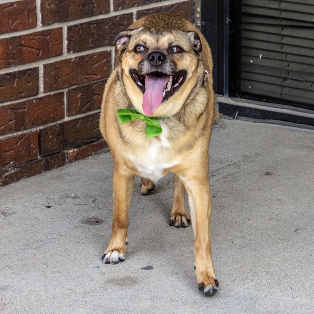Spooky, Adoptable, Adult Male Pug & Mixed Breed.