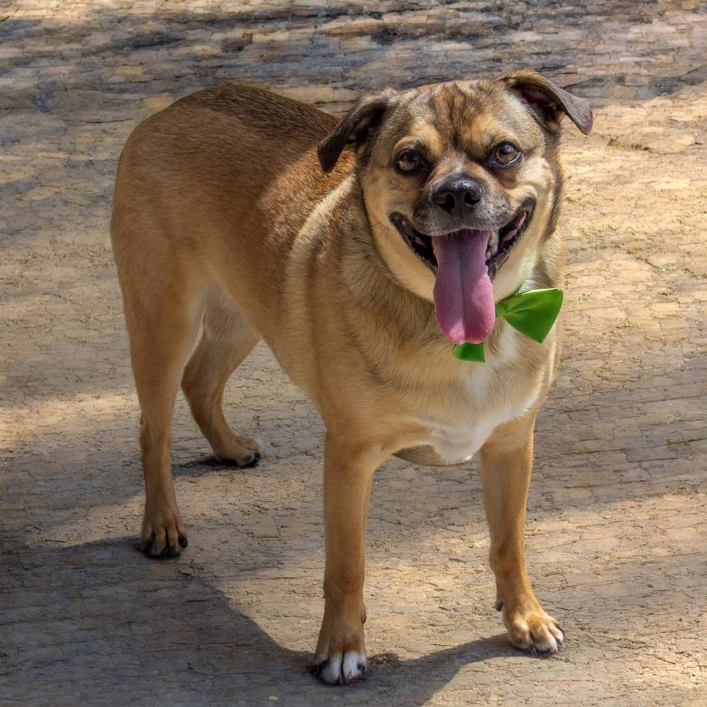 Spooky, a Adoptable mixed breed in Wichita, KS image 6/6