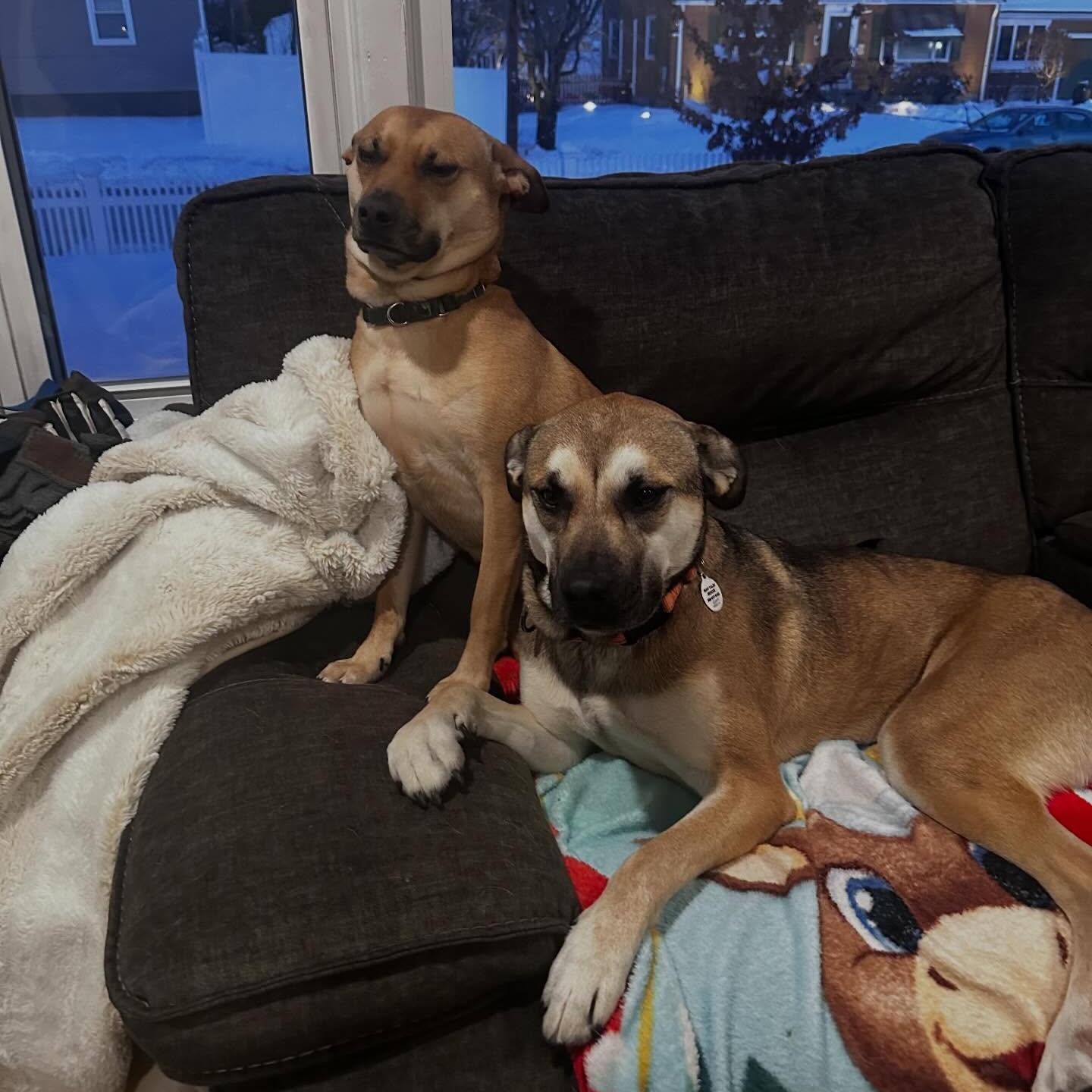 Enlarge Remy, a Adoptable mixed breed in Chelmsford, MA image 4/5