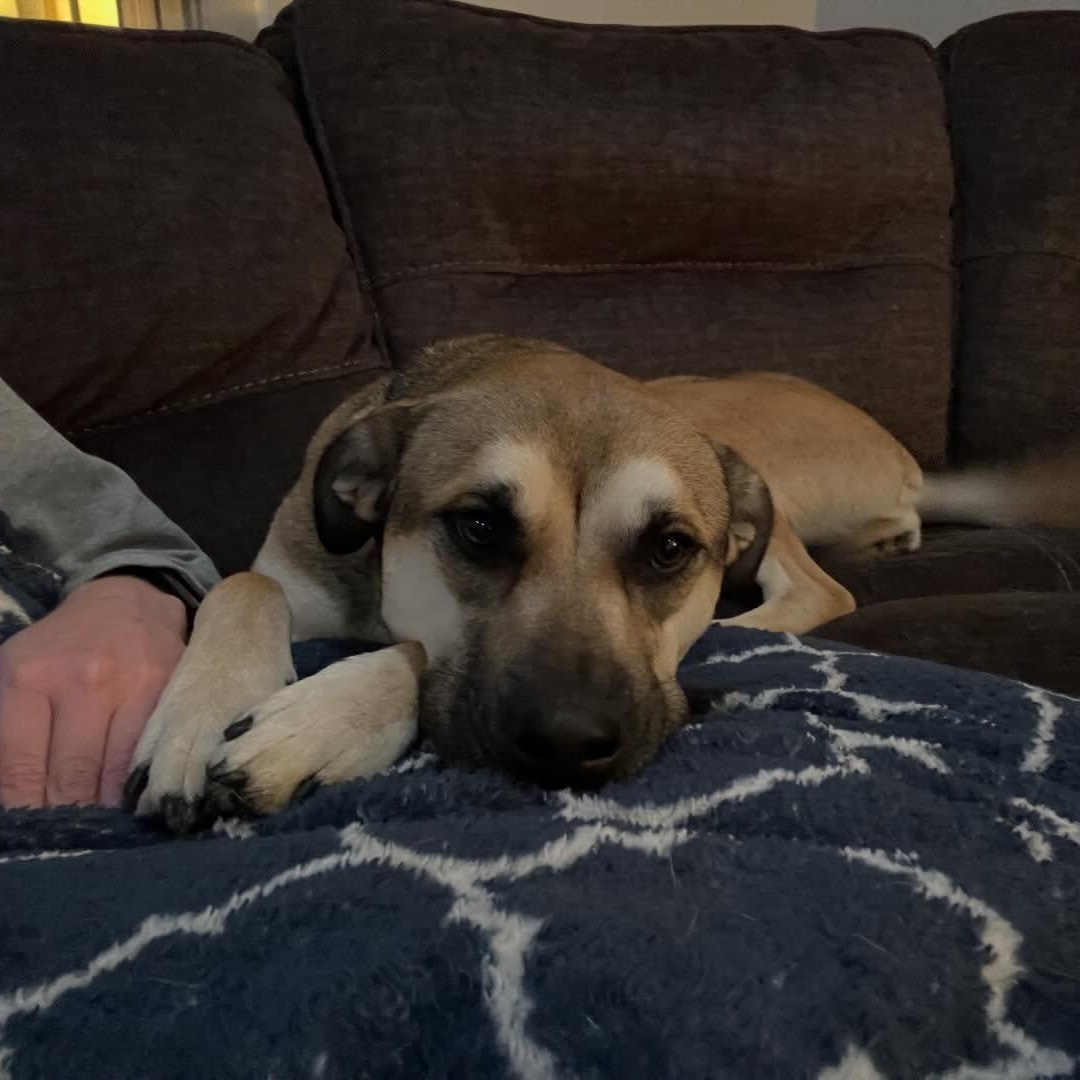 Enlarge Remy, a Adoptable mixed breed in Chelmsford, MA image 3/5