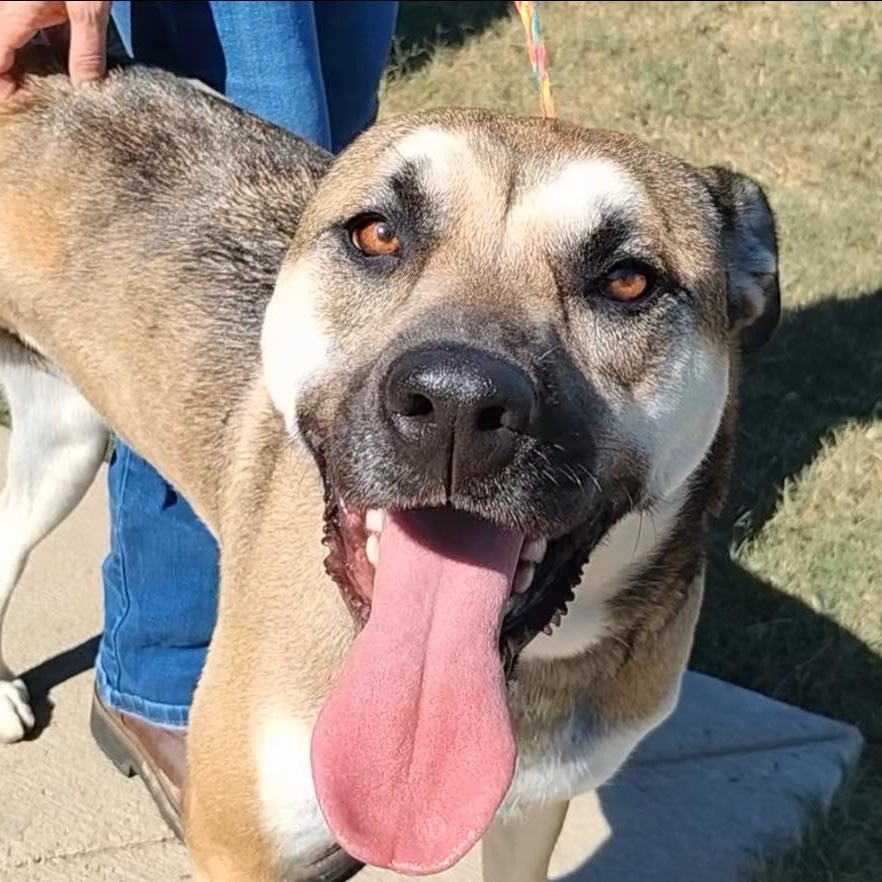 Enlarge Remy, a Adoptable mixed breed in Chelmsford, MA image 1/5