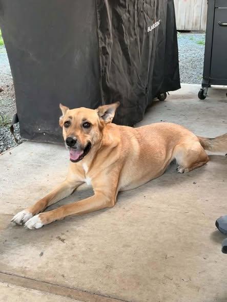 Sasha, ADOPTABLE, Adult Female Shepherd.