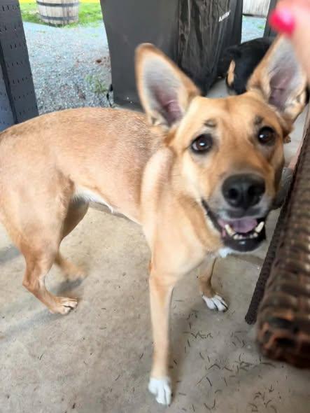 Enlarge Sasha, a ADOPTABLE mixed breed in CLINTON, WA image 2/4
