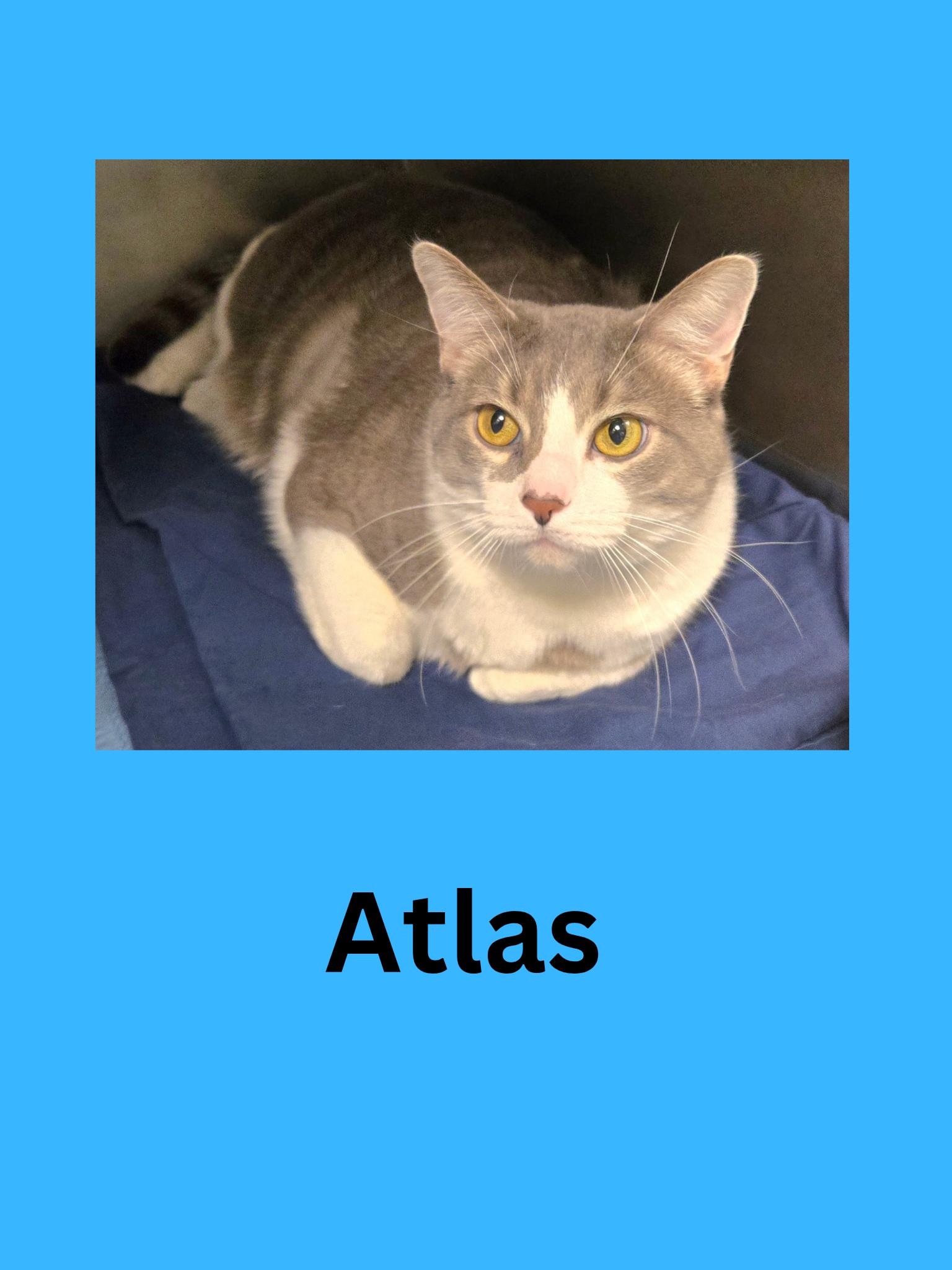 Enlarge Atlas, an adopted Domestic Short Hair in Ravenna, OH image 1/1