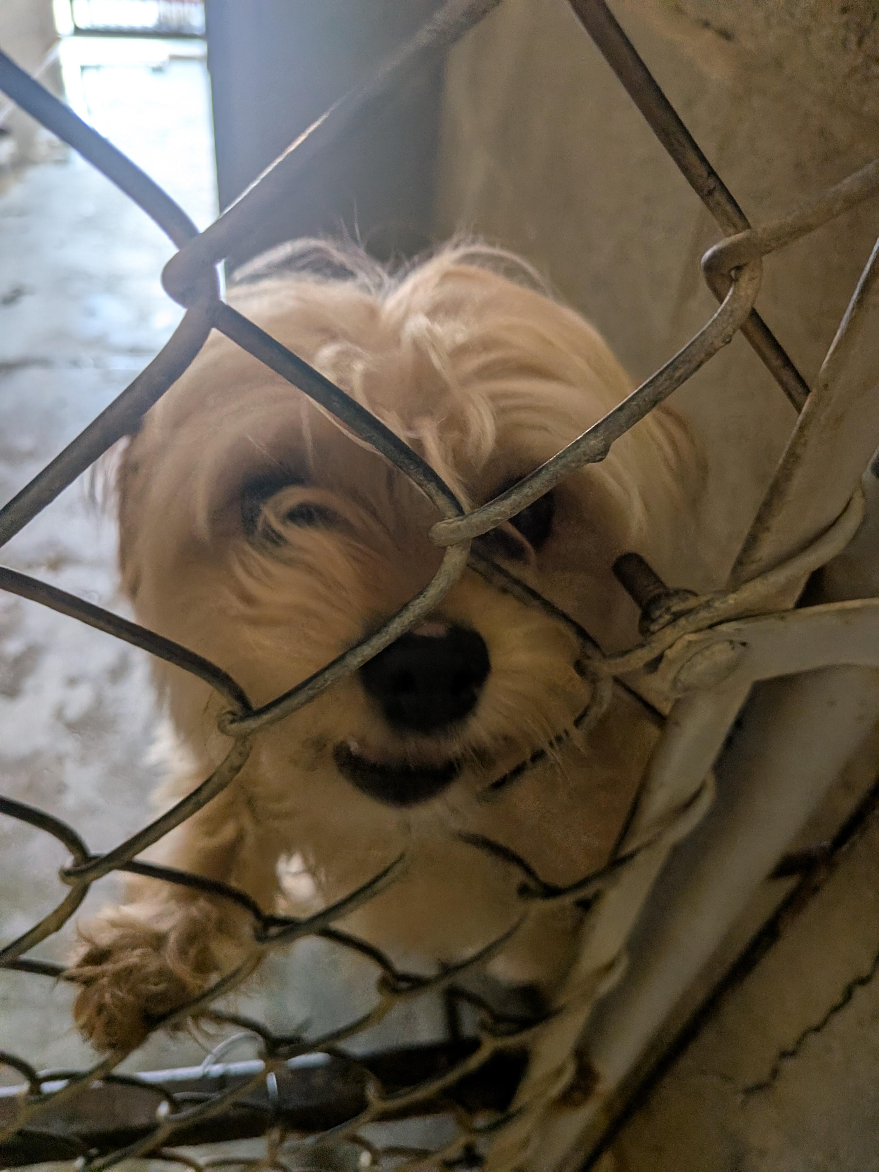 Pickles, an adopted mixed breed in Hermiston, OR image 2/4