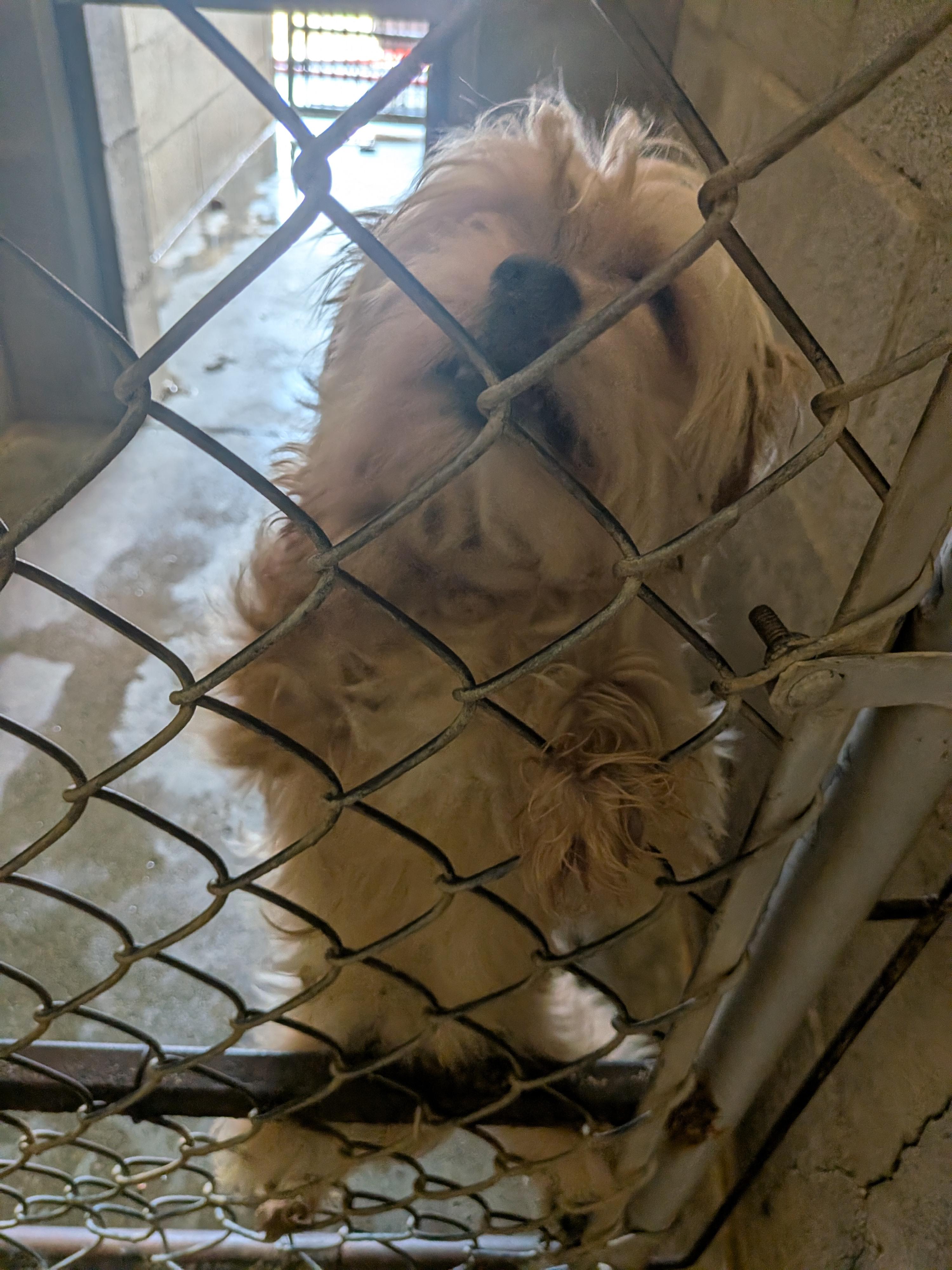 Pickles, an adopted mixed breed in Hermiston, OR image 3/4