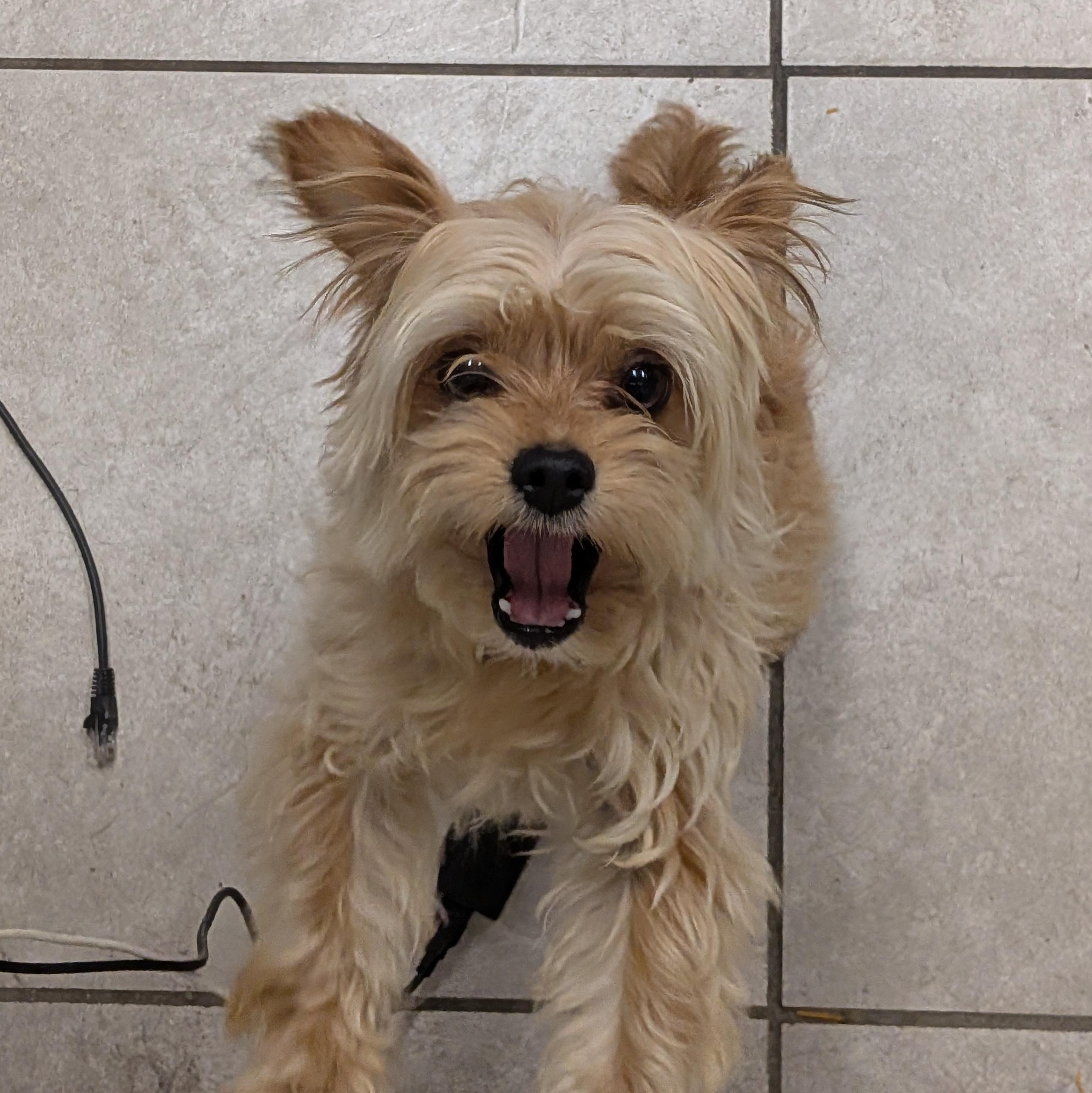 Pickles, adopted, Adult Male Cairn Terrier.