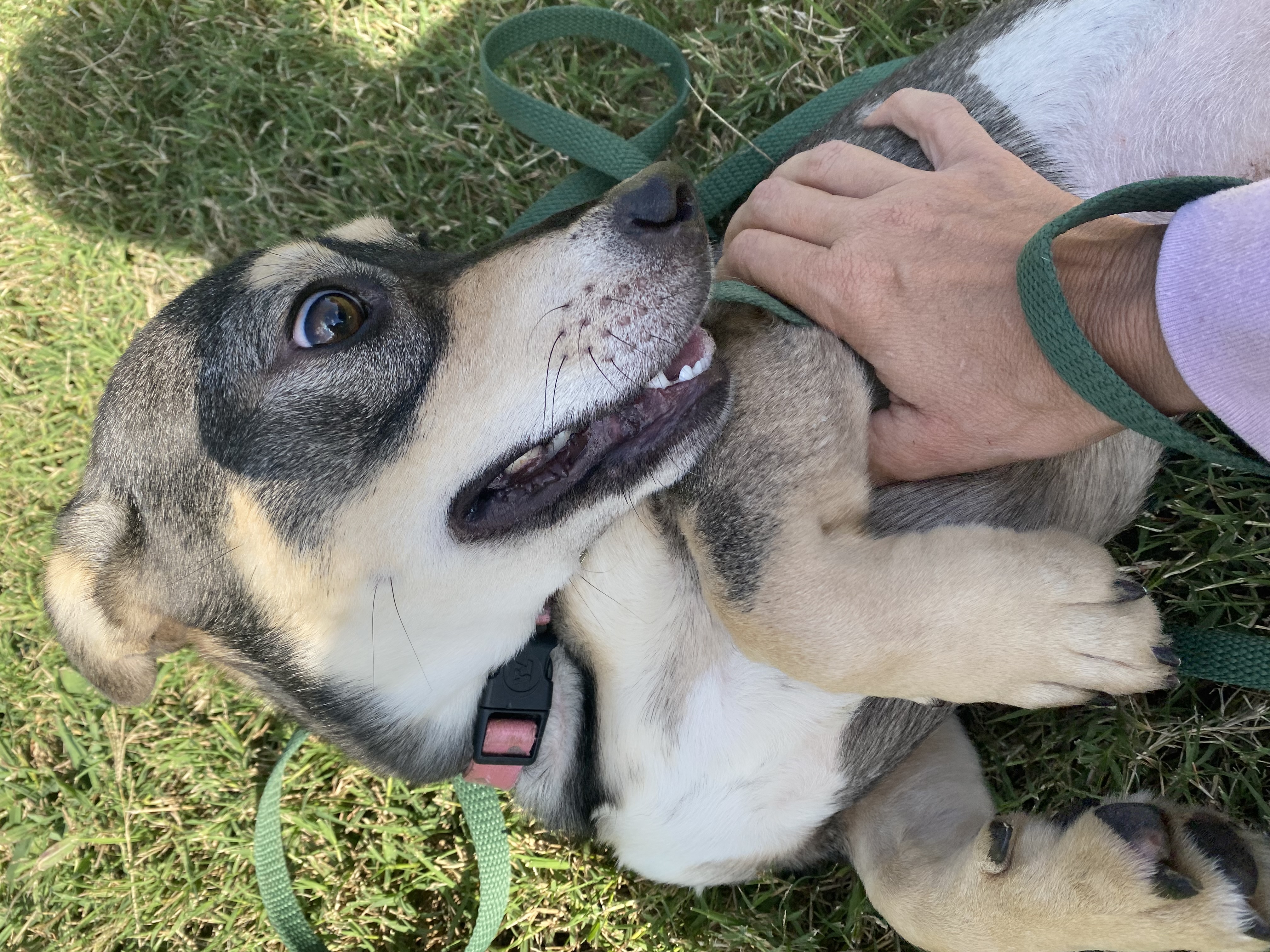 Corvette aka Cori, a Adoptable mixed breed in Eagleville, TN image 1/3