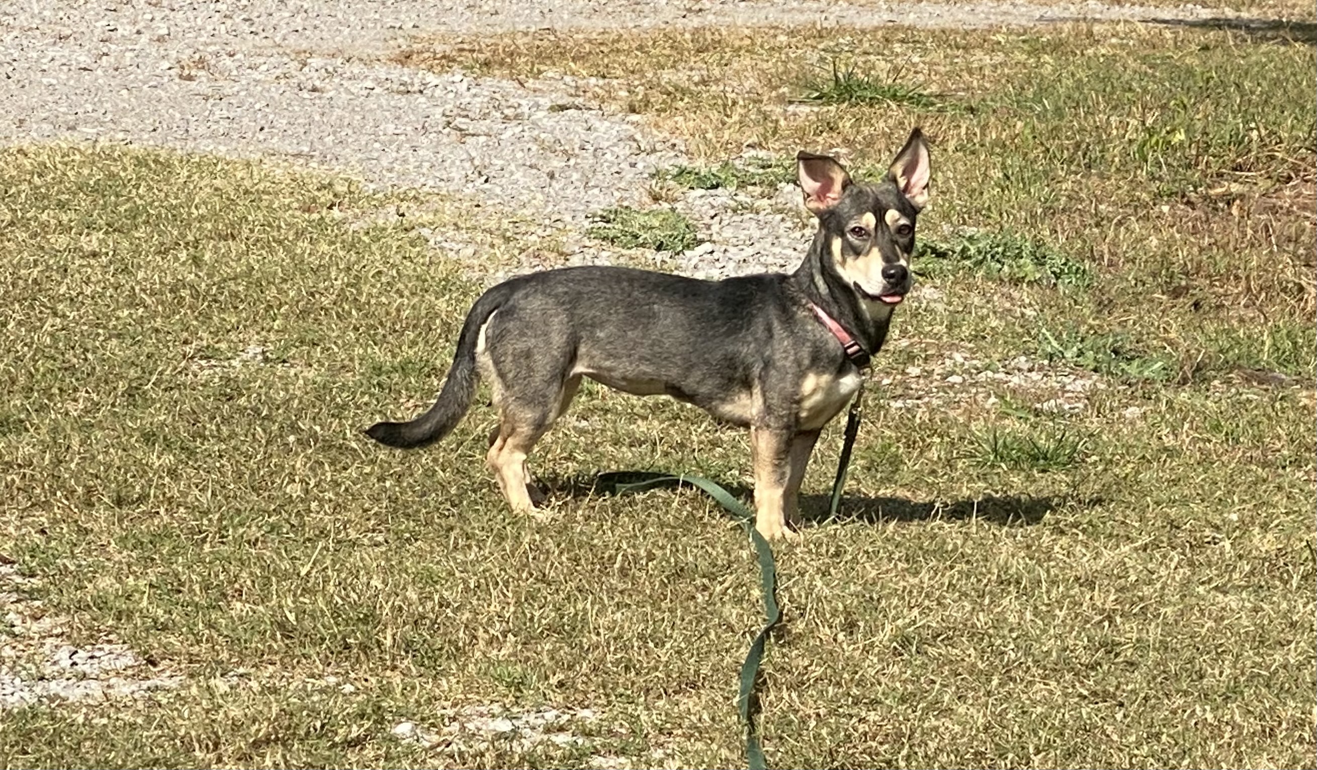 Corvette aka Cori, Young Female unknown