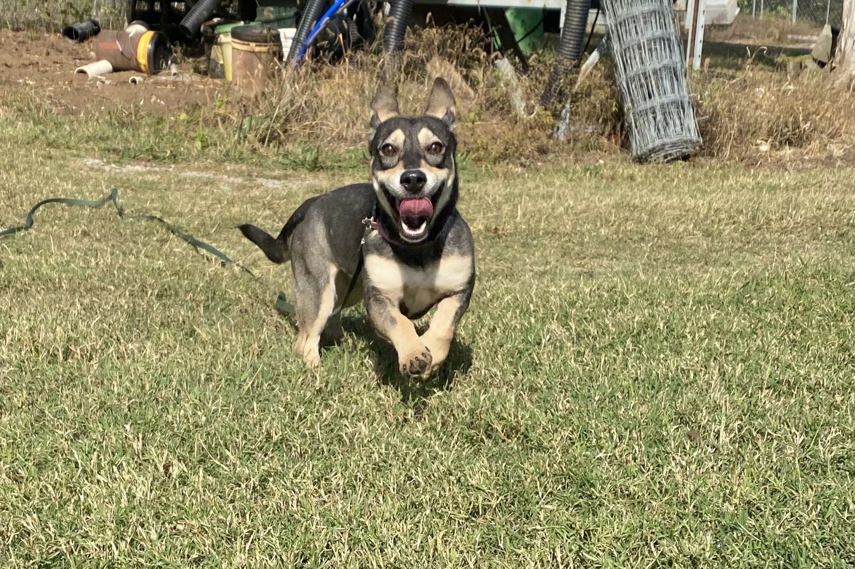 Corvette aka Cori, a Adoptable mixed breed in Eagleville, TN image 3/3