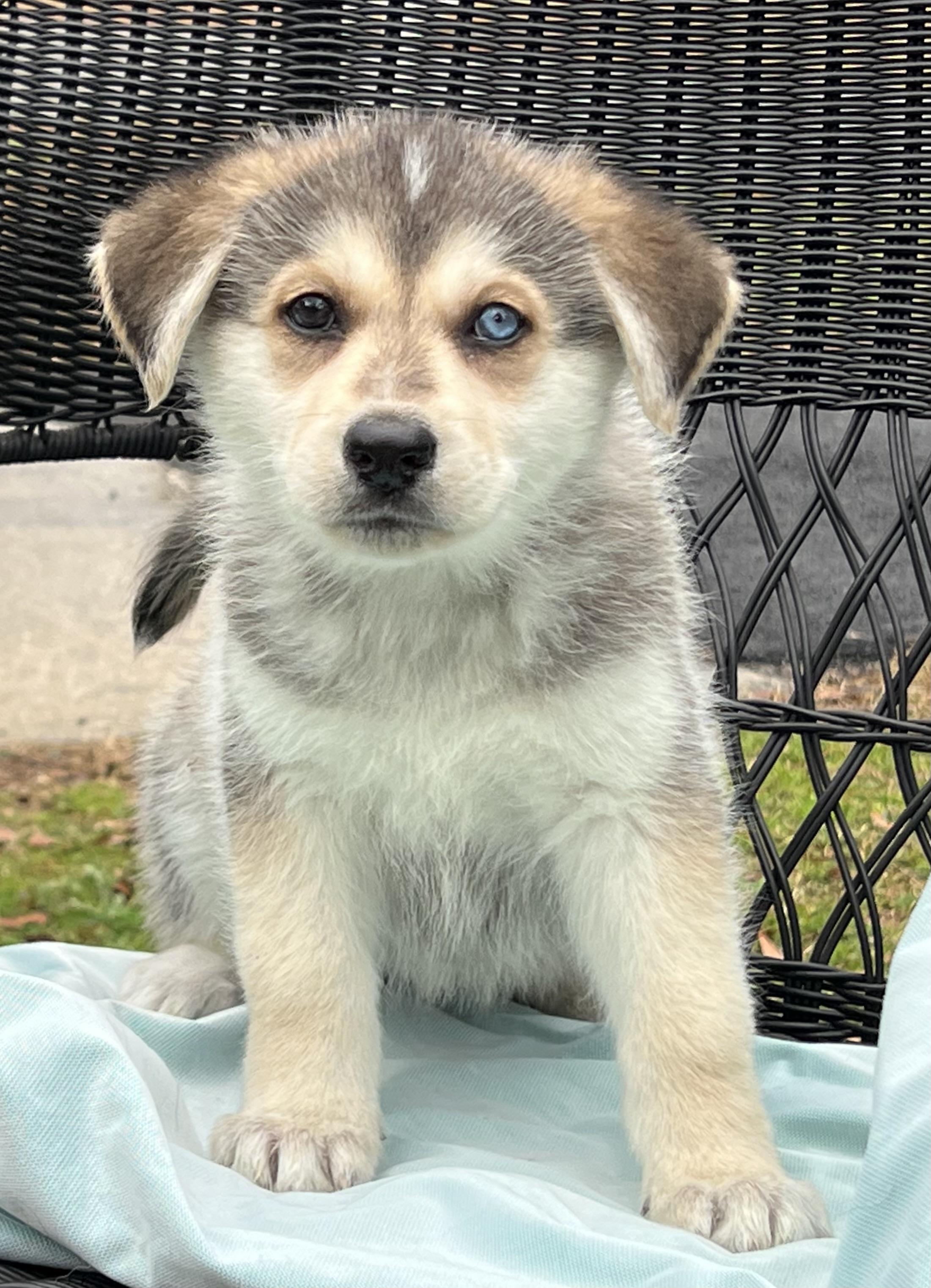 Enlarge Mystic- No Longer Taking Applications , a ADOPTABLE mixed breed in Mt Pleasant, SC image 2/5