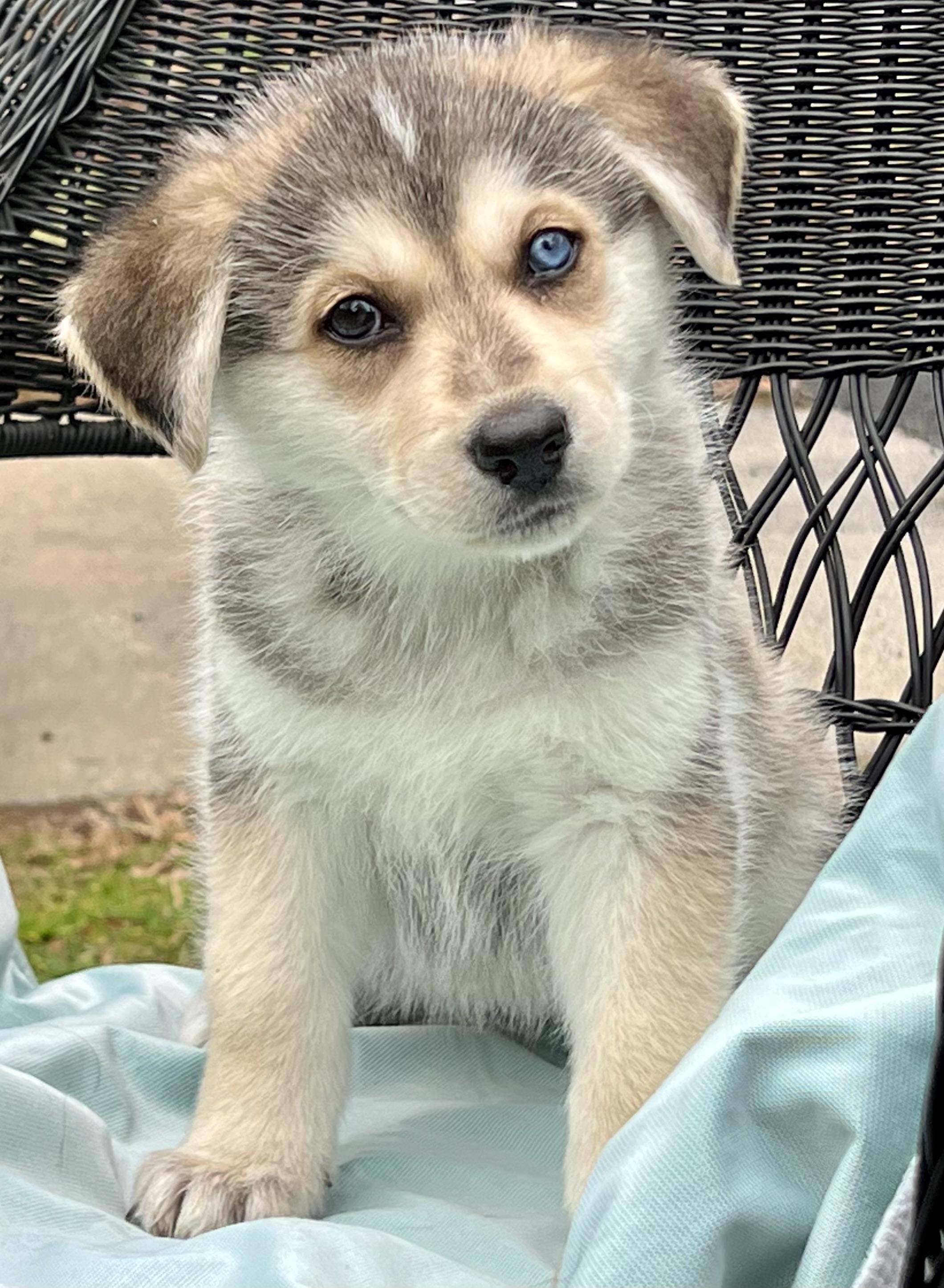 Mystic- No Longer Taking Applications , ADOPTABLE, Puppy Female Husky.