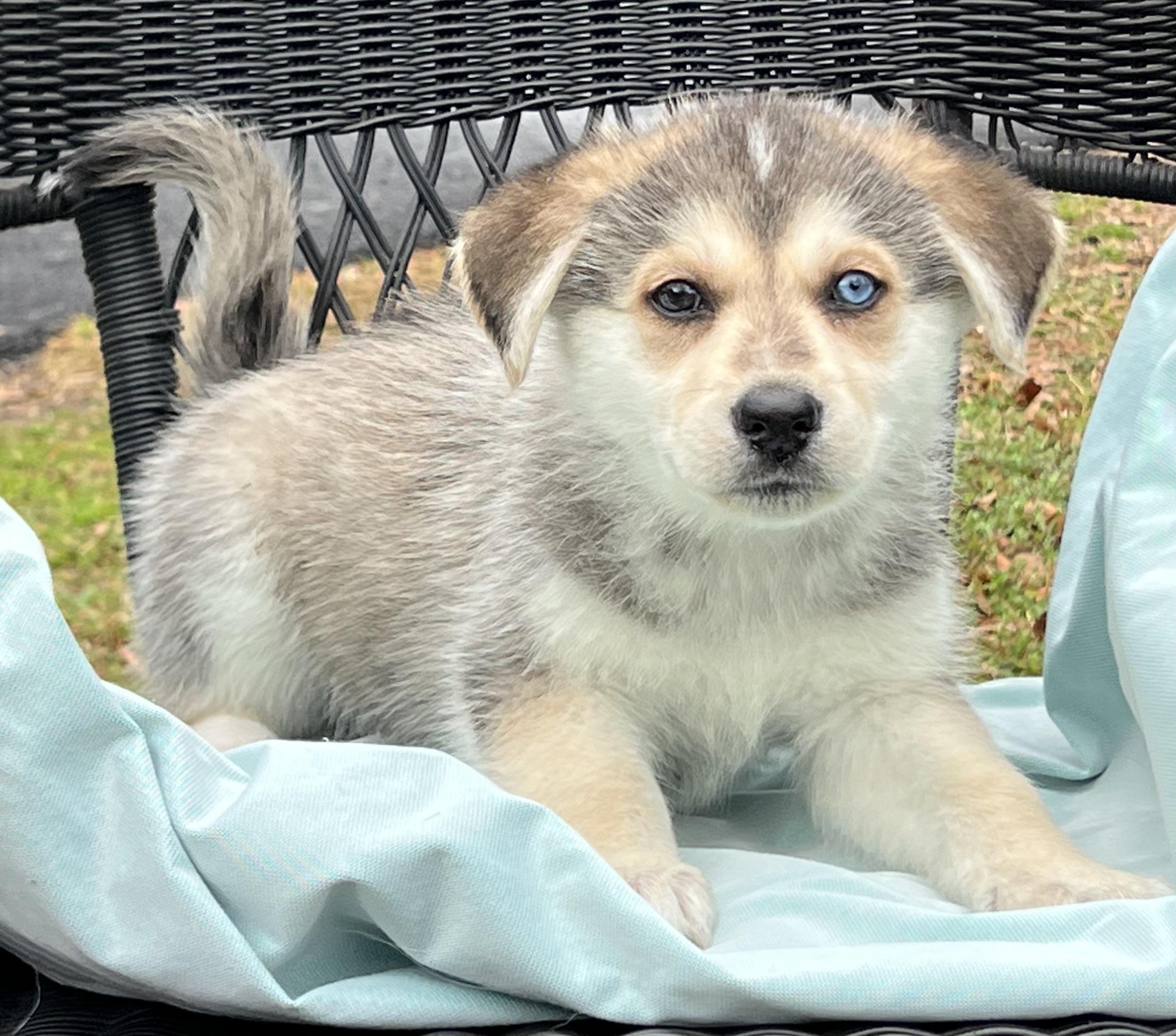 Enlarge Mystic- No Longer Taking Applications , a ADOPTABLE mixed breed in Mt Pleasant, SC image 5/5