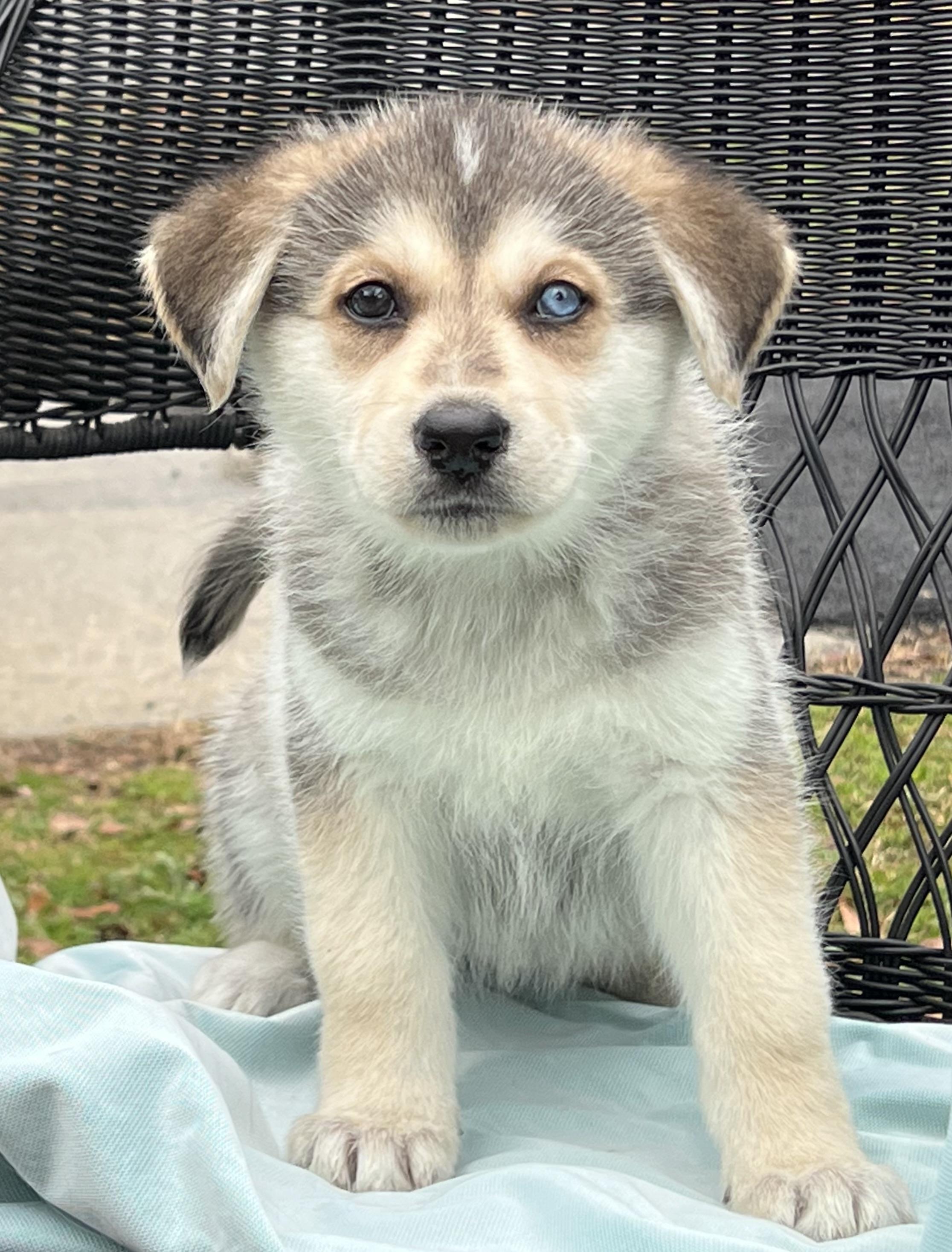 Enlarge Mystic- No Longer Taking Applications , a ADOPTABLE mixed breed in Mt Pleasant, SC image 4/5