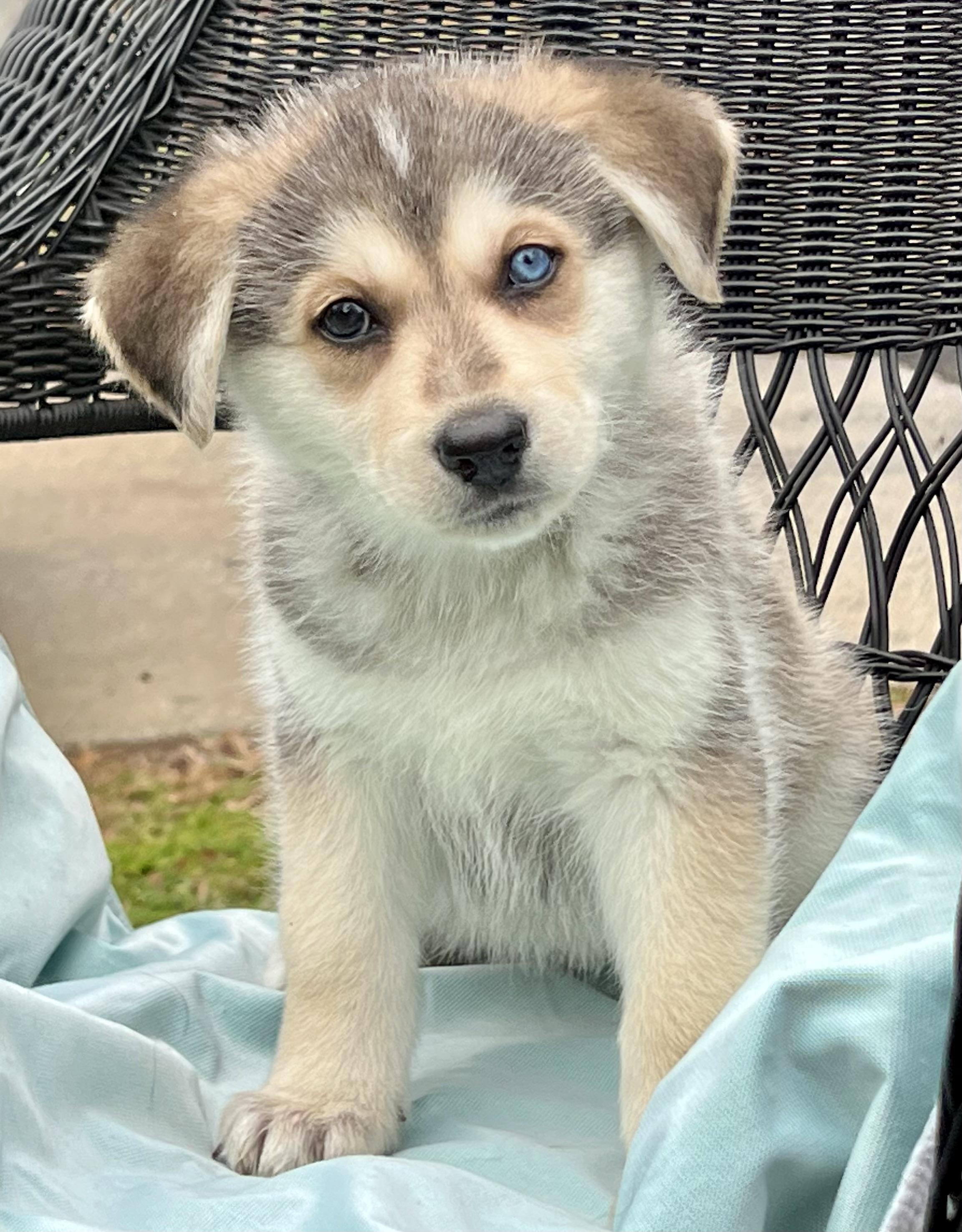 Enlarge Mystic- No Longer Taking Applications , a ADOPTABLE mixed breed in Mt Pleasant, SC image 3/5